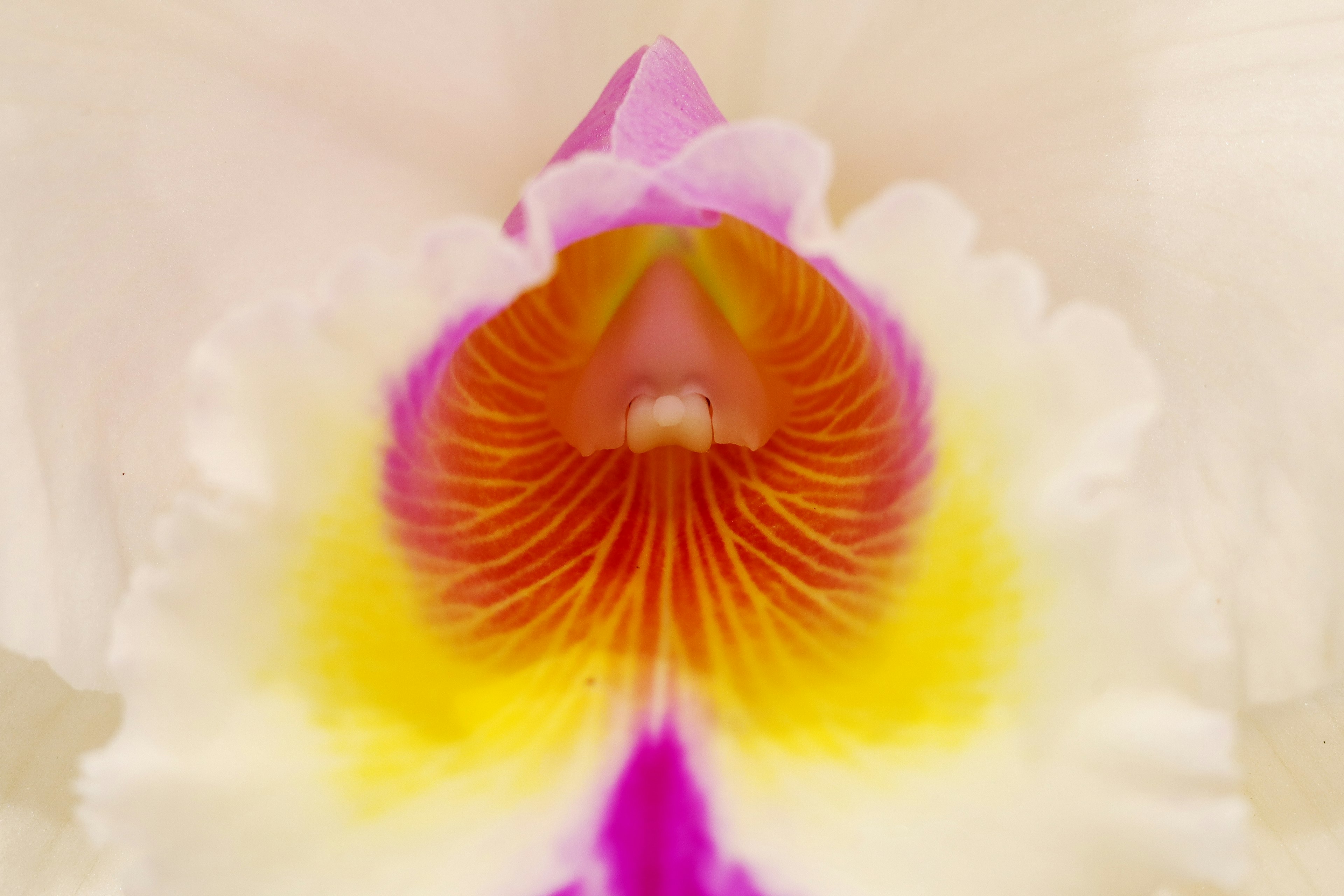 Close-up of a beautiful orchid flower featuring vibrant orange and yellow patterns