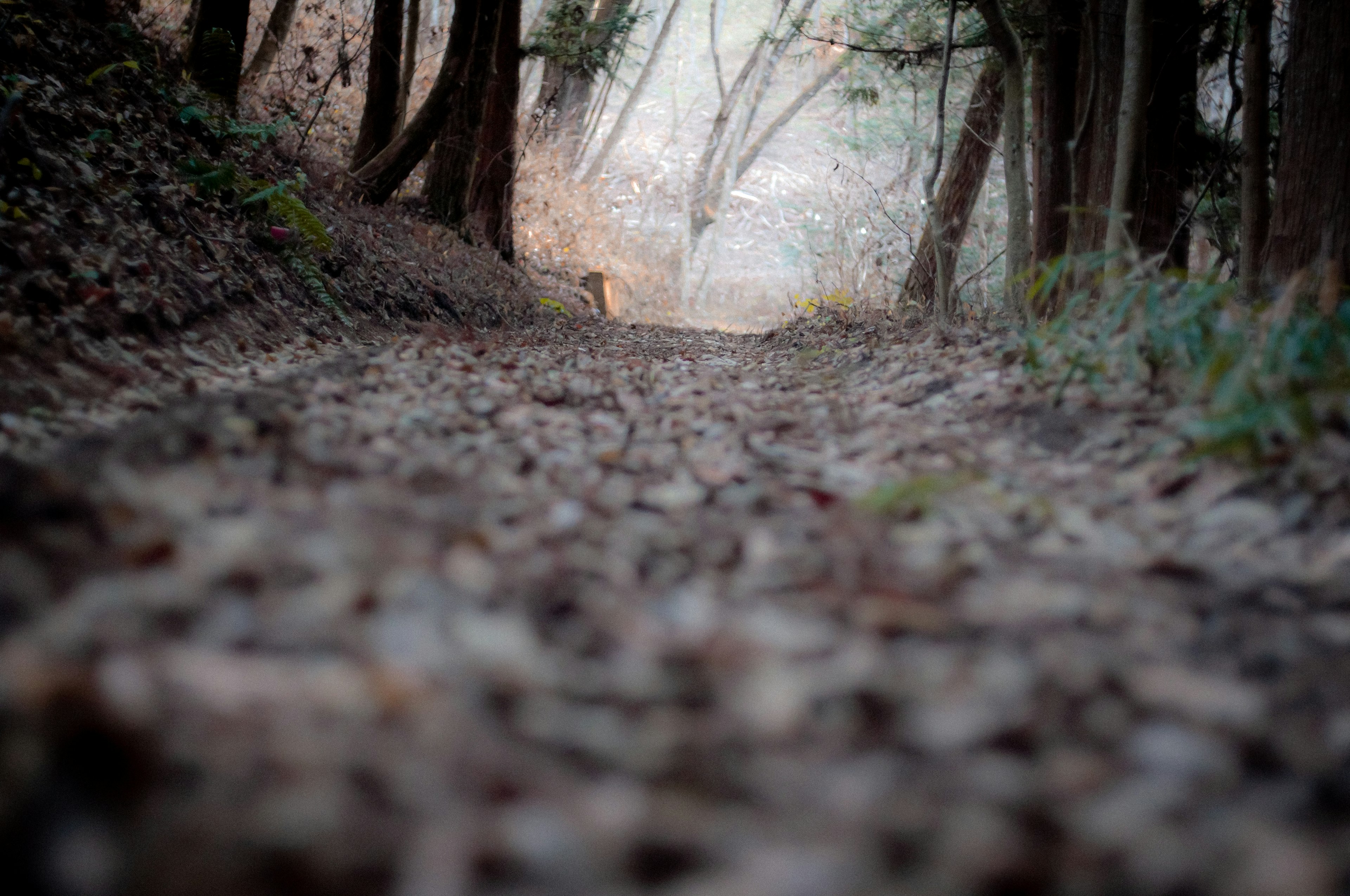 Waldweg mit verstreuten Blättern und unscharfem Hintergrund