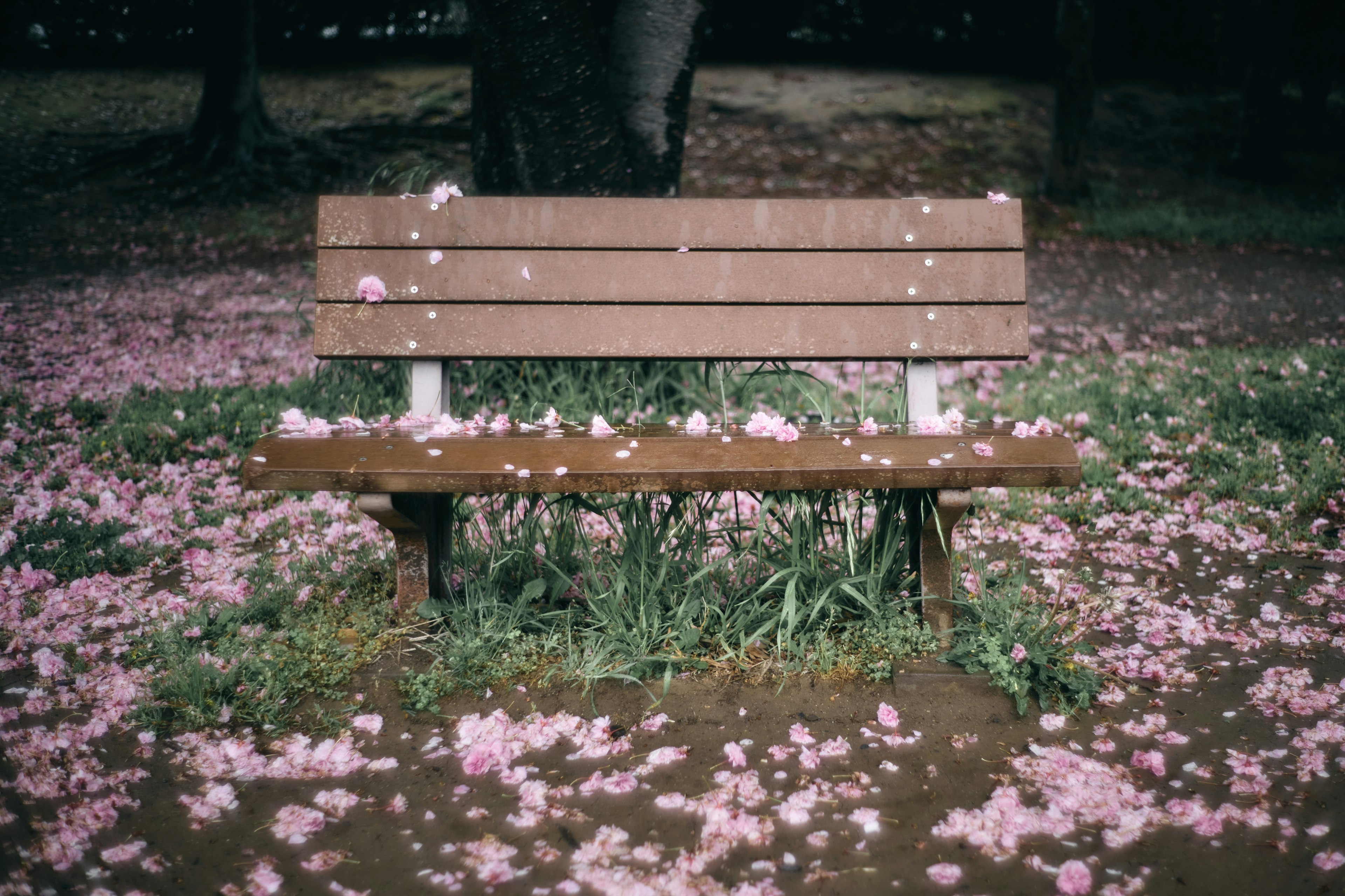 Park bench surrounded by fallen cherry blossom petals