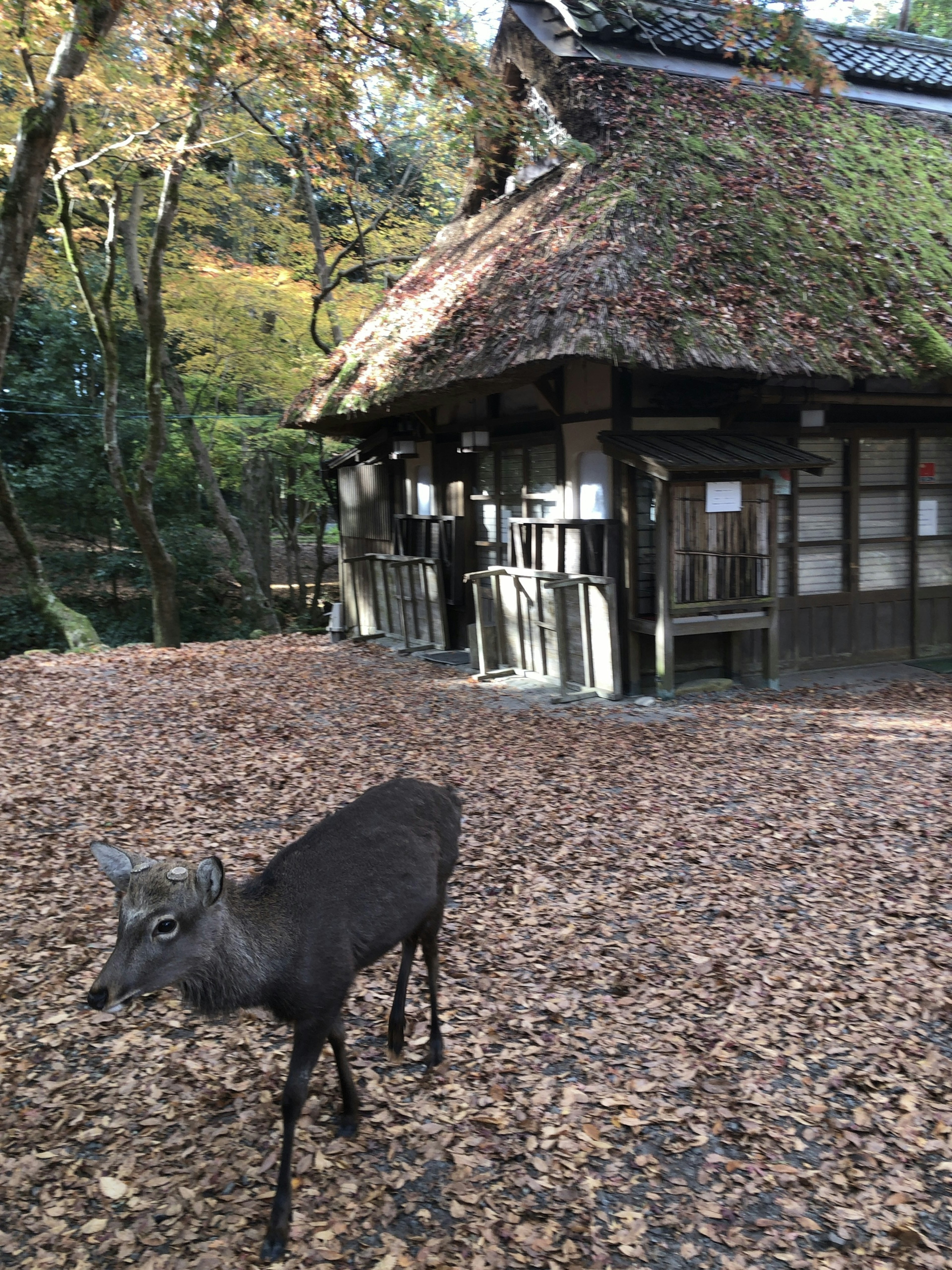 鹿が落ち葉の上を歩いている伝統的な家屋