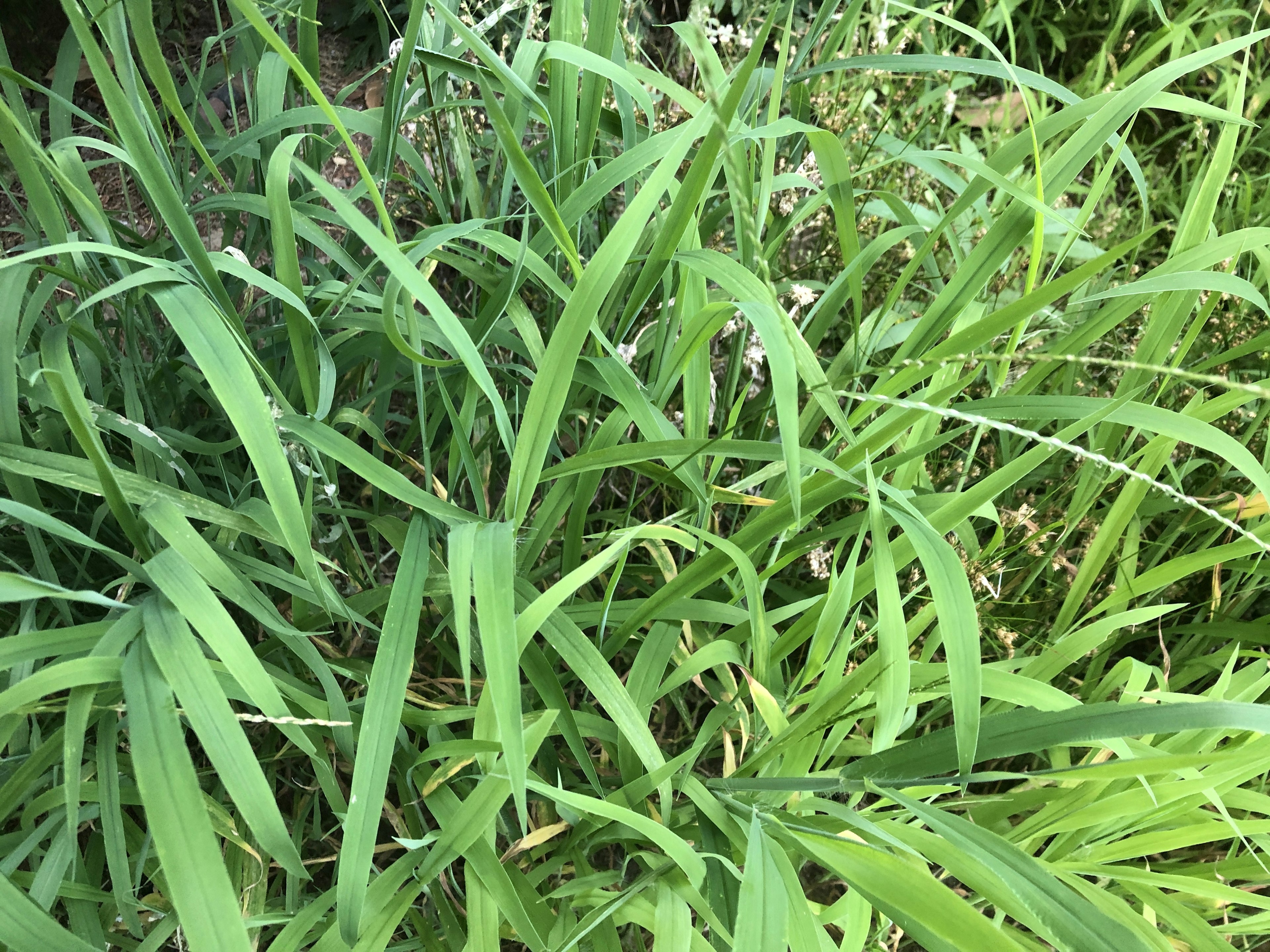 Dense green grass with long blades and varied textures