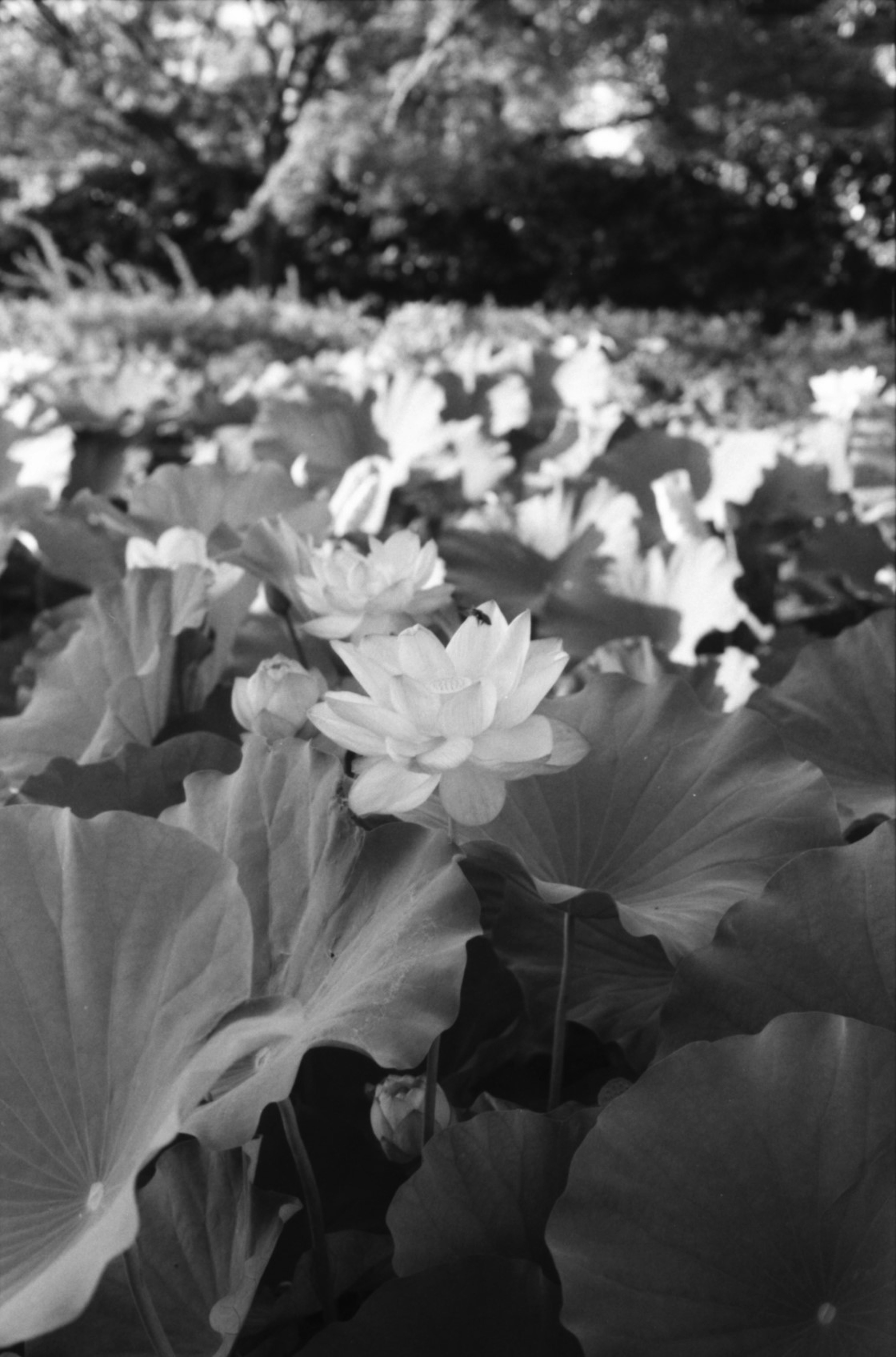 Black and white scene of lotus flowers and leaves