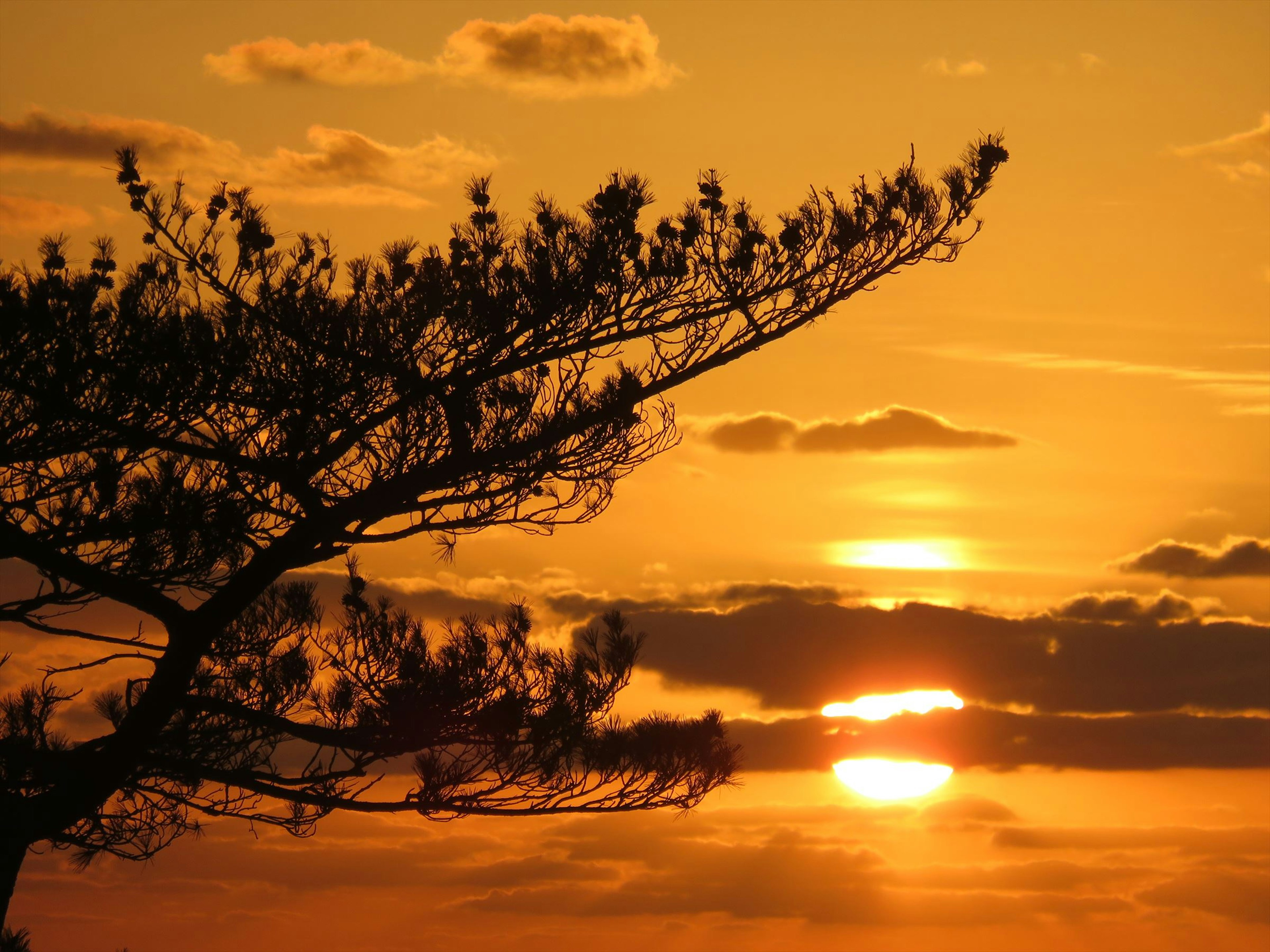 Silhouette d'un arbre contre un ciel de coucher de soleil