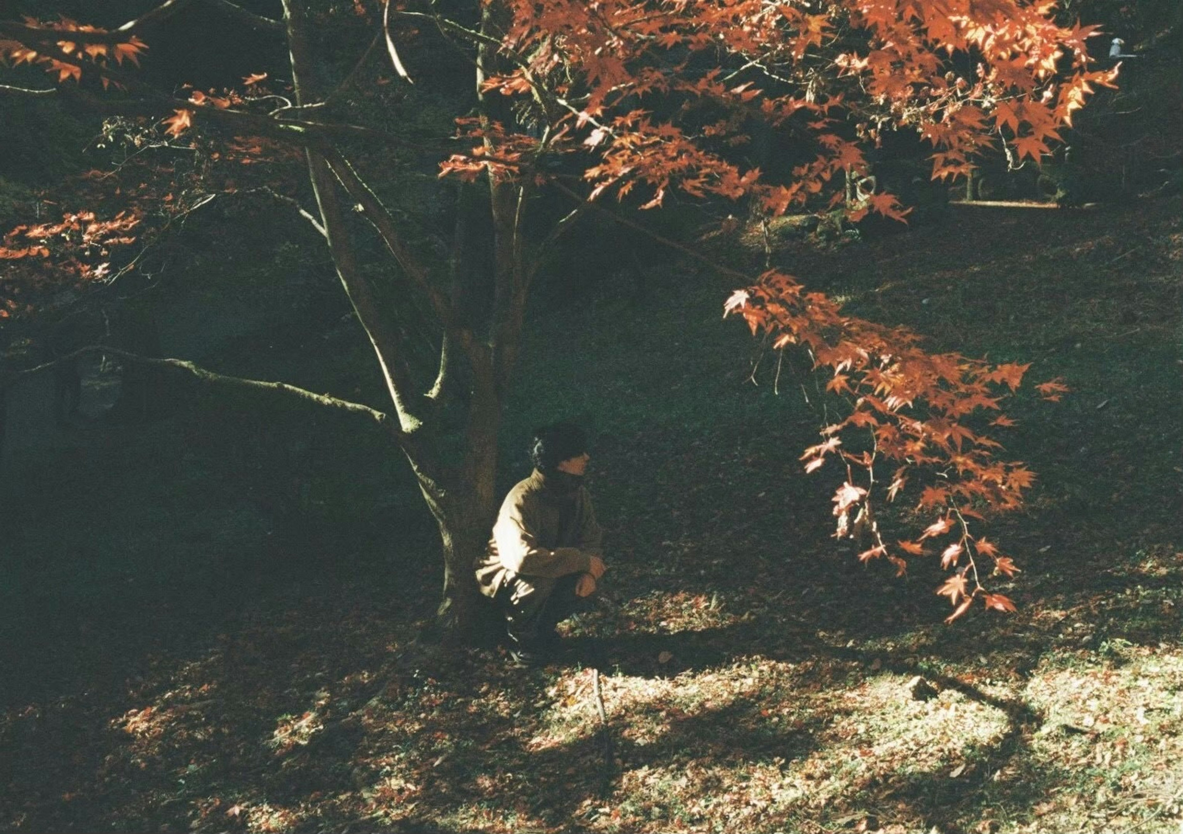 A person crouching under a tree with red leaves