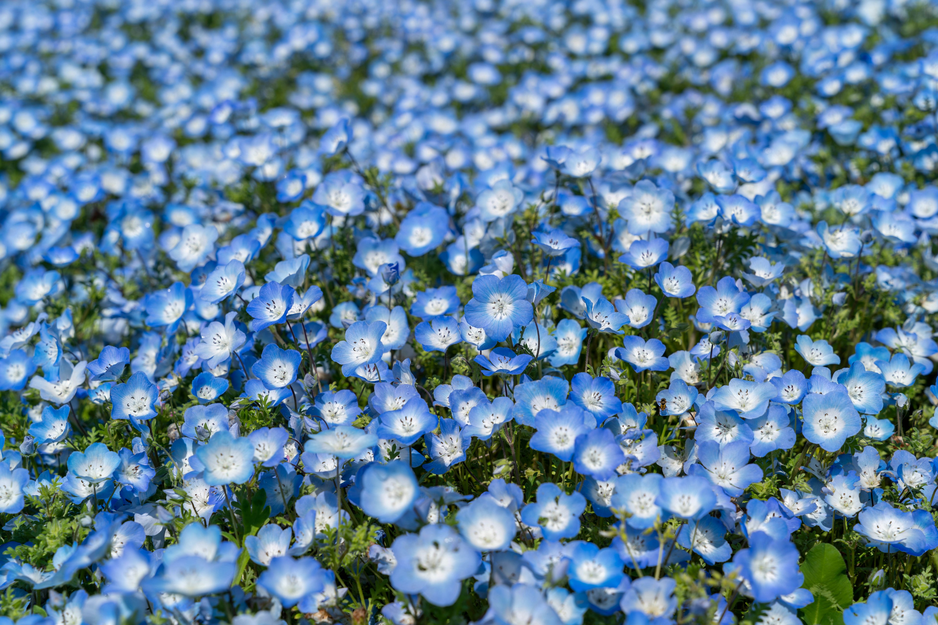 Un campo cubierto de flores azules en plena floración