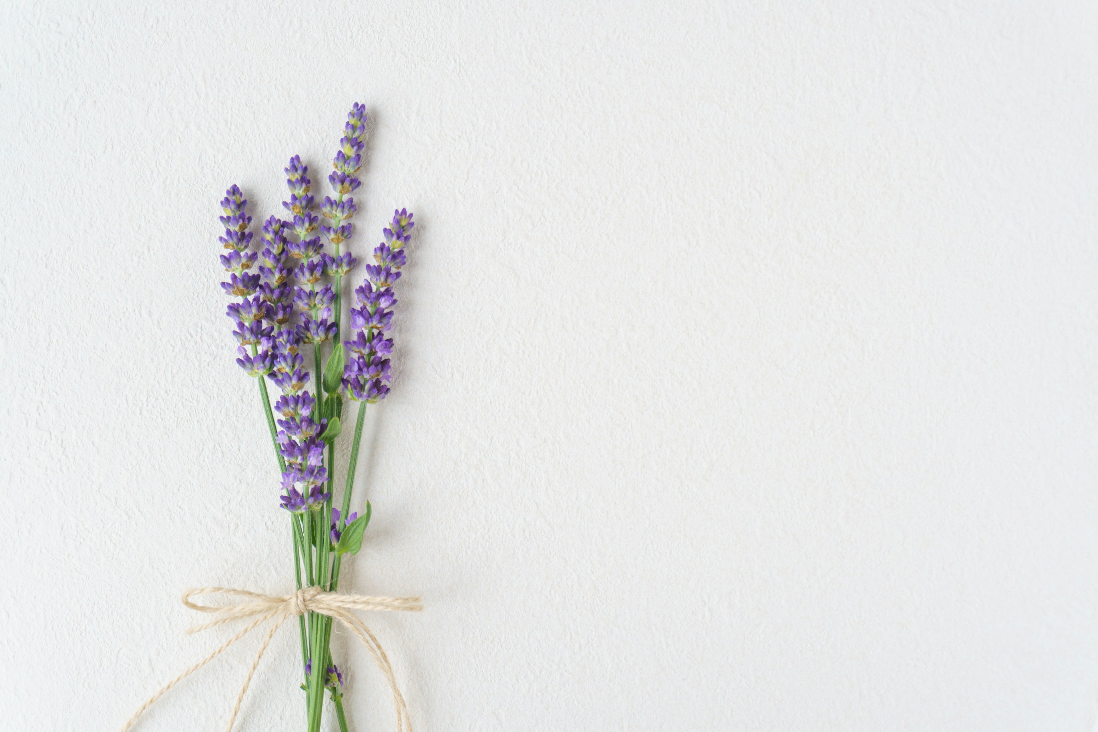 Un ramo de flores de lavanda atado con cuerda sobre un fondo blanco