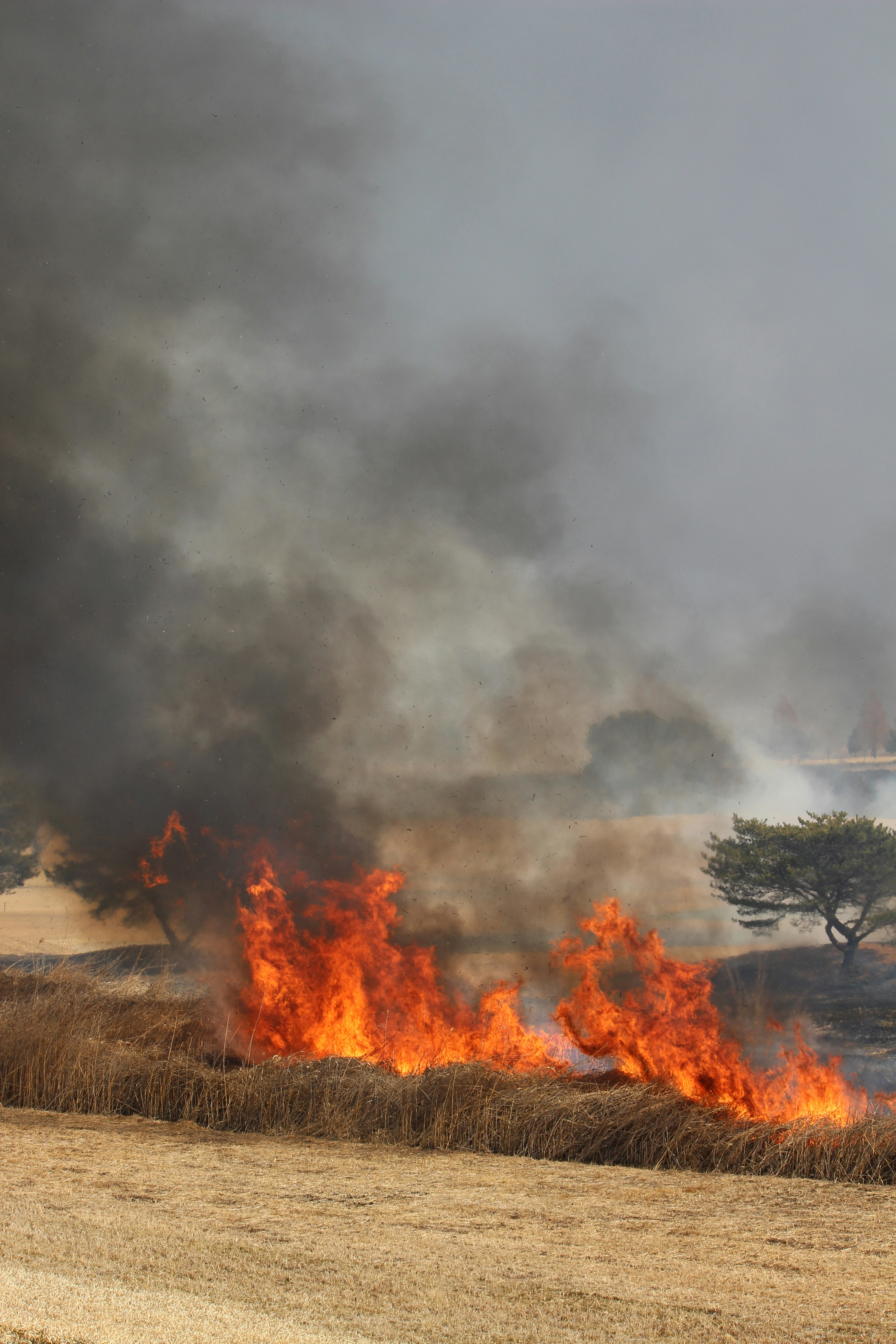 Padang rumput terbakar dengan api dan asap yang naik