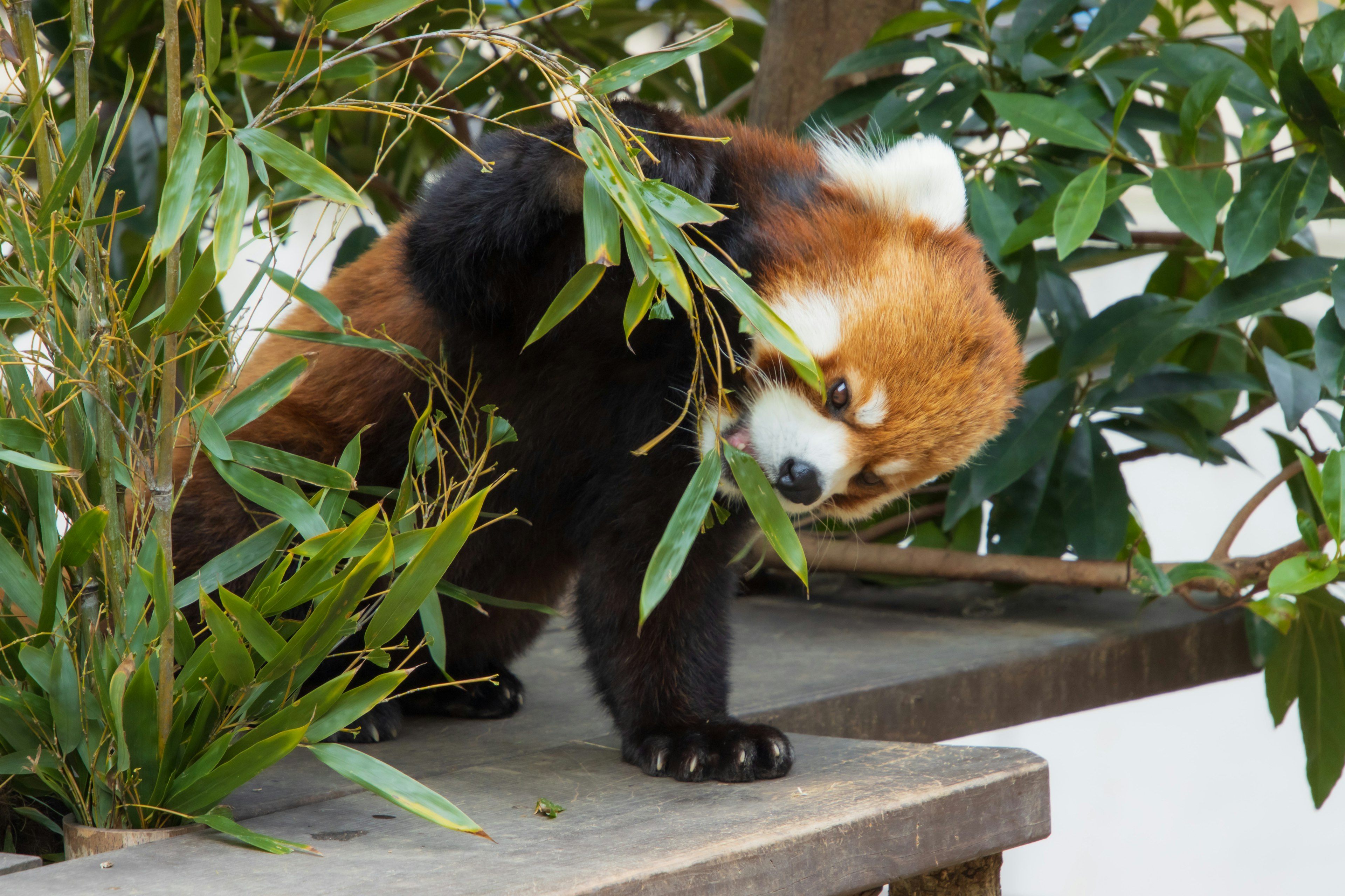 Red panda munching on bamboo leaves