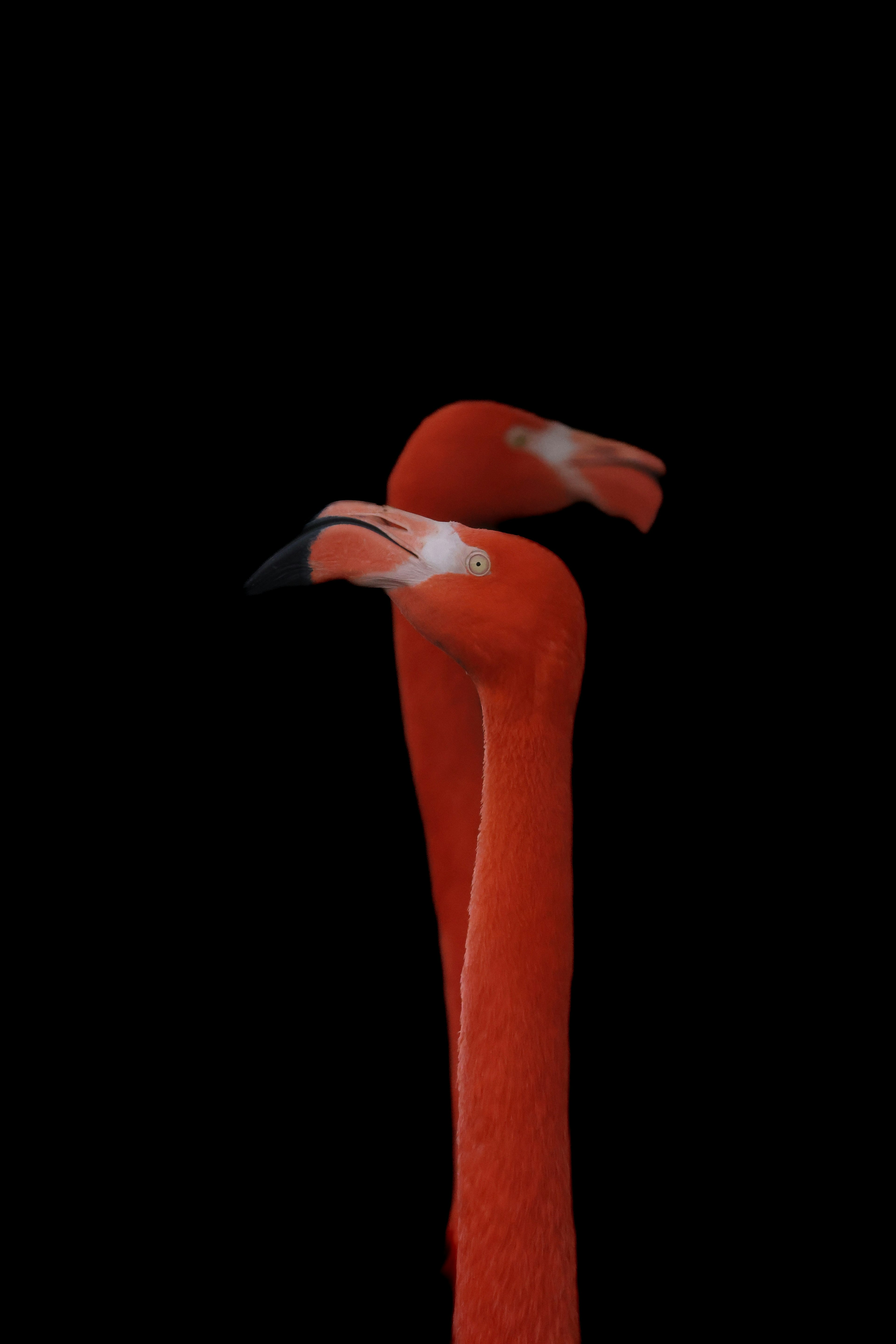 Two flamingos with long necks against a black background