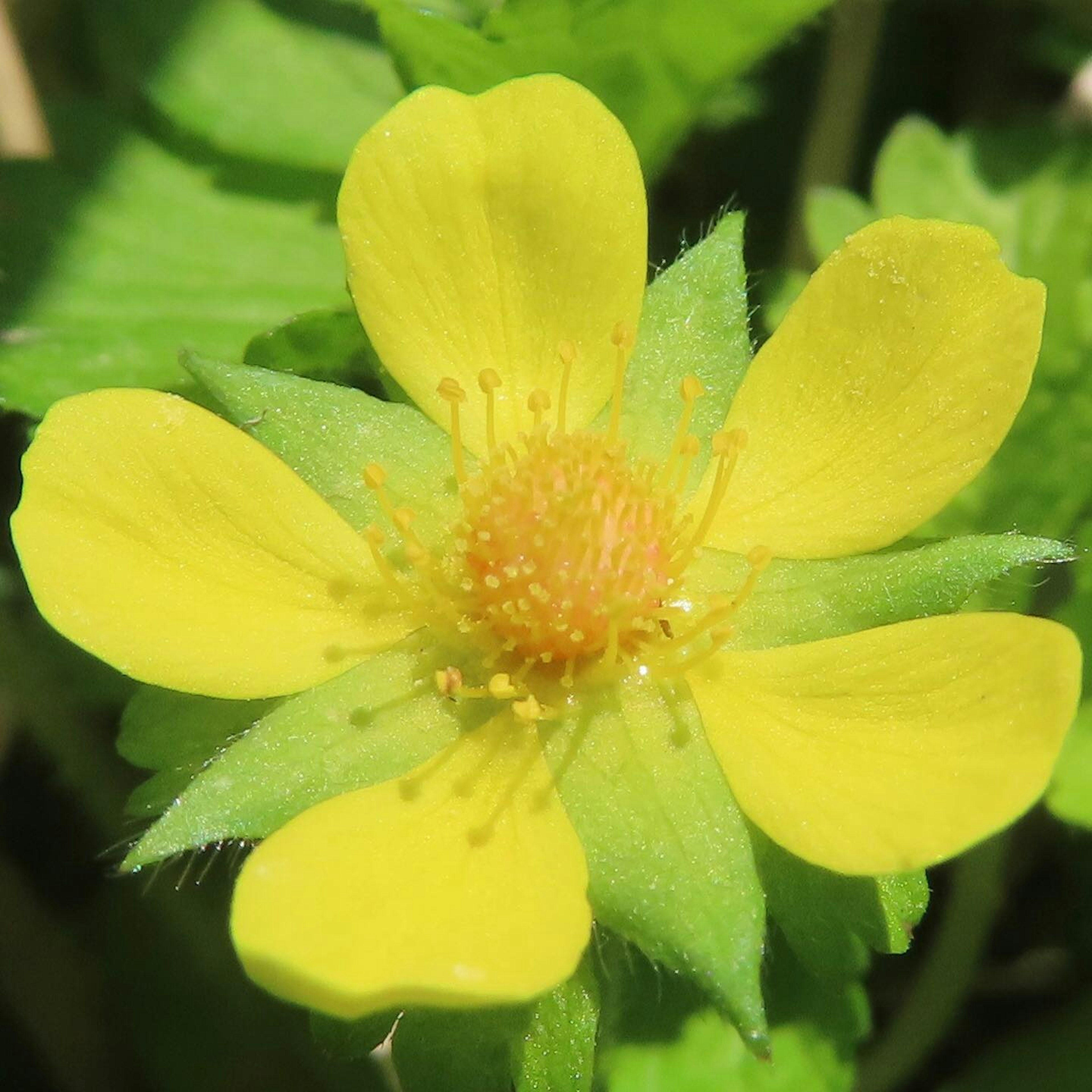 Primer plano de una flor con pétalos amarillos vibrantes rodeada de hojas verdes y un centro naranja