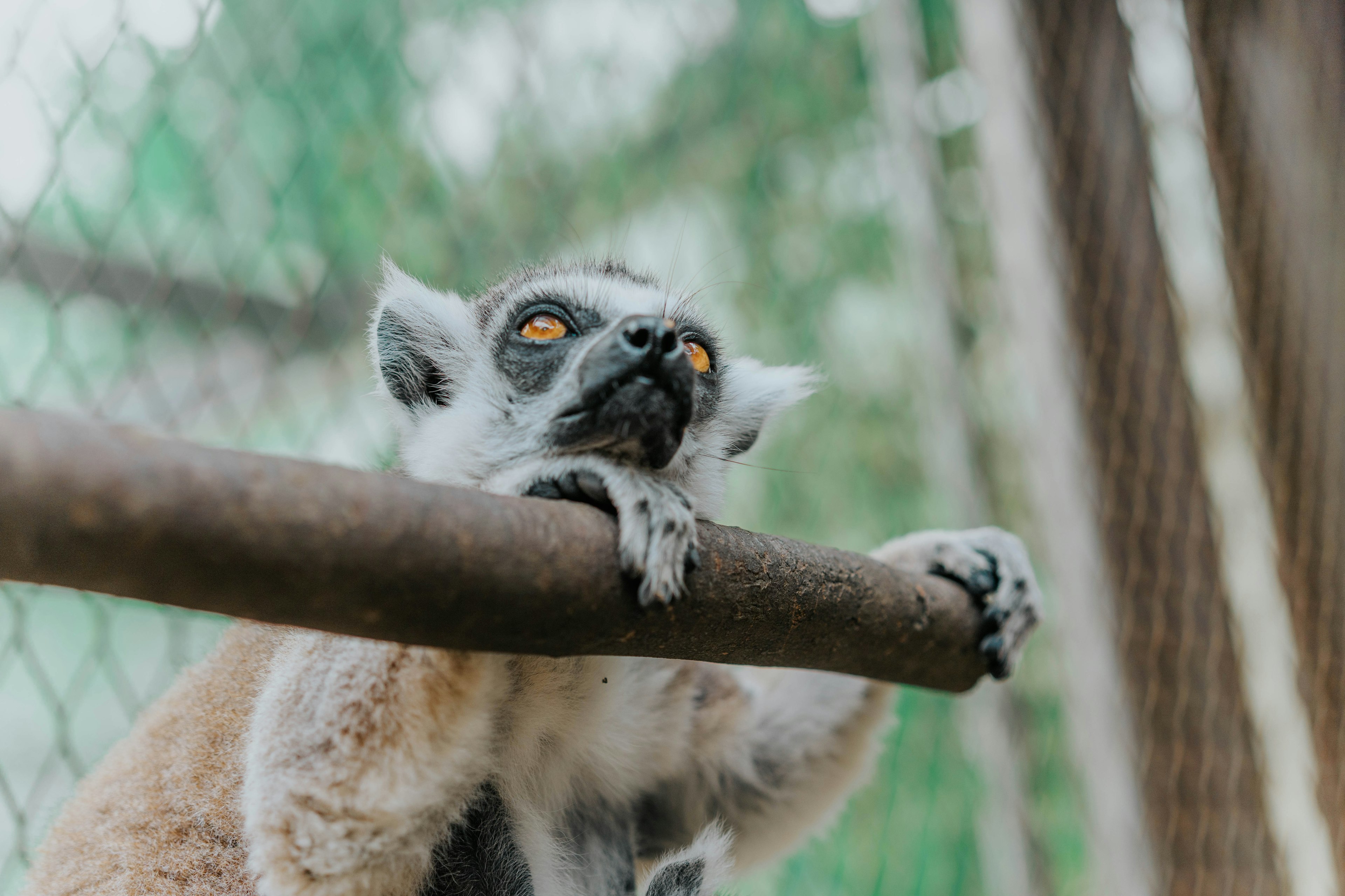 Lemur clinging to a branch with a focused expression