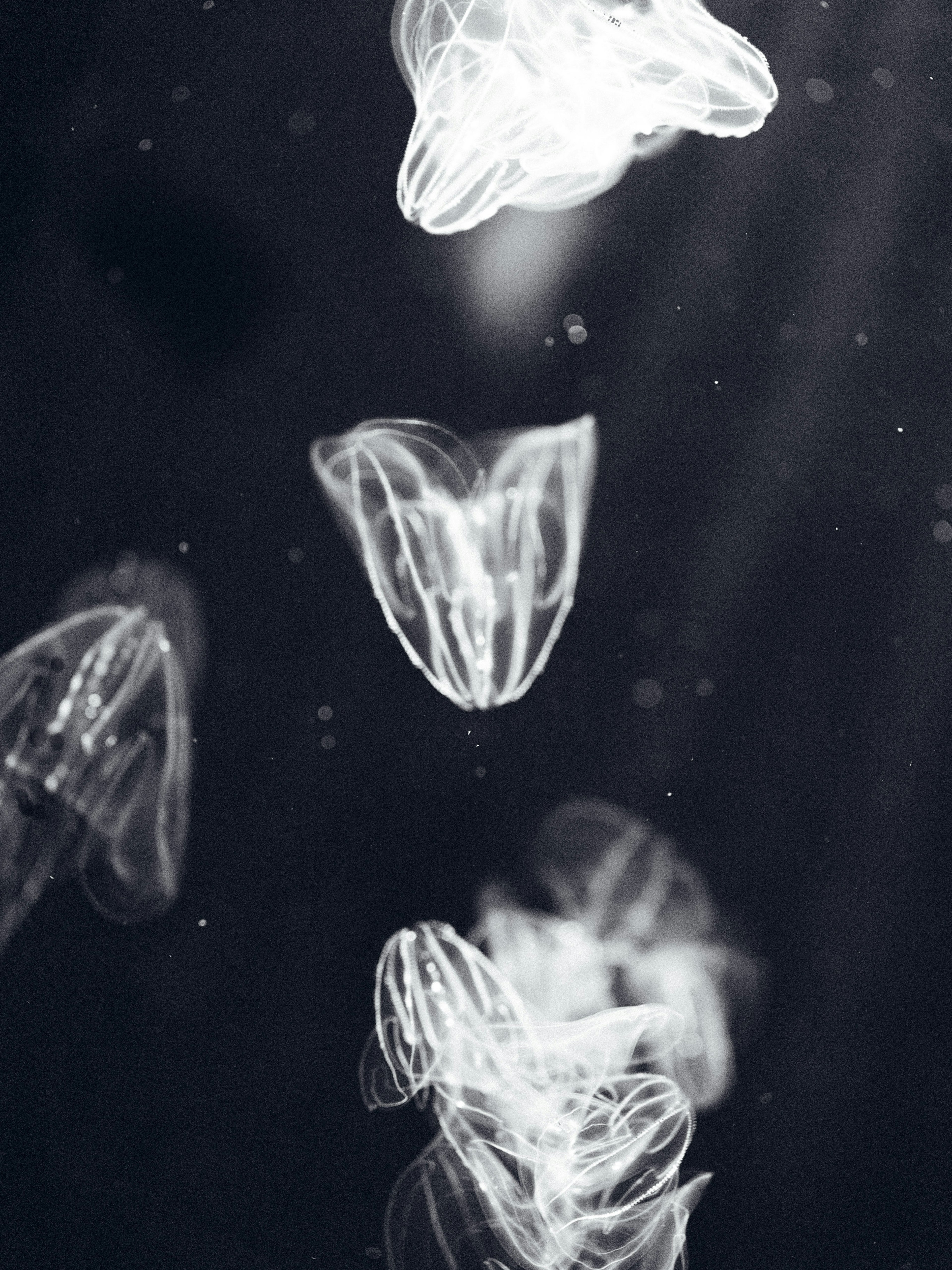 Bella scena di meduse traslucide che galleggiano sott'acqua