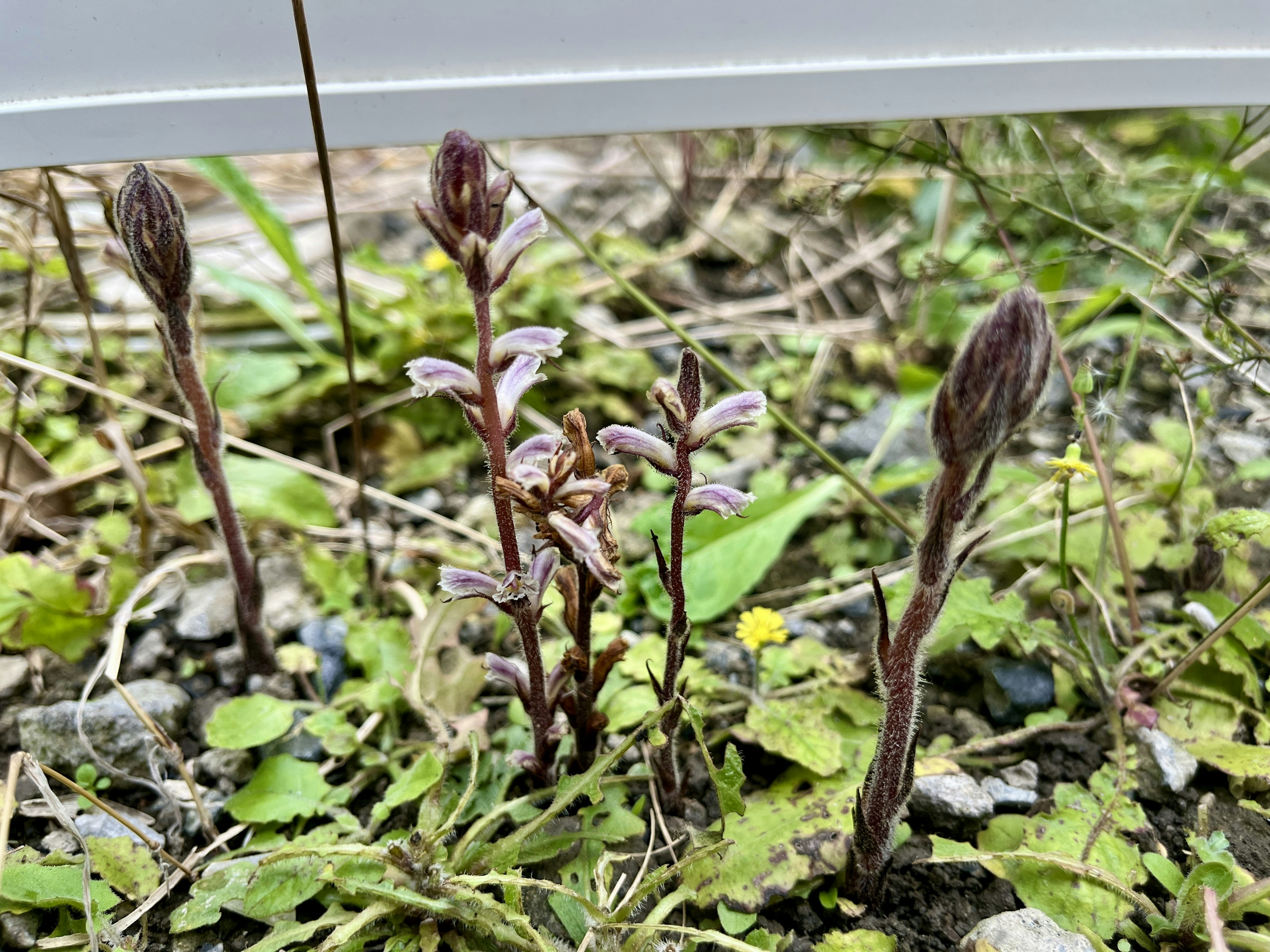 地面から生えている数本の植物の芽 緑色の葉と紫色のつぼみが特徴