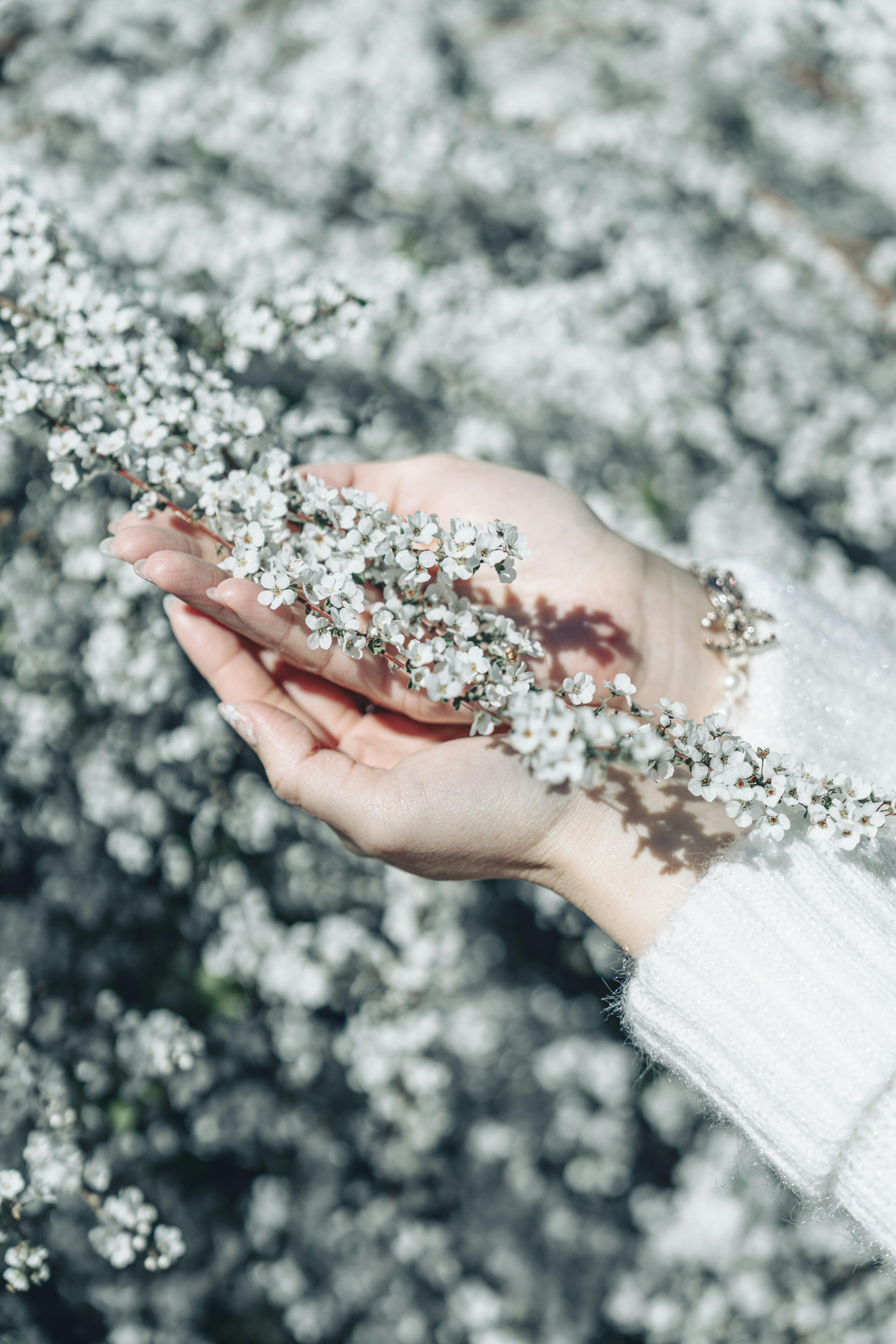 Eine Hand, die zarte weiße Blumen vor einem verschwommenen Blumenhintergrund hält