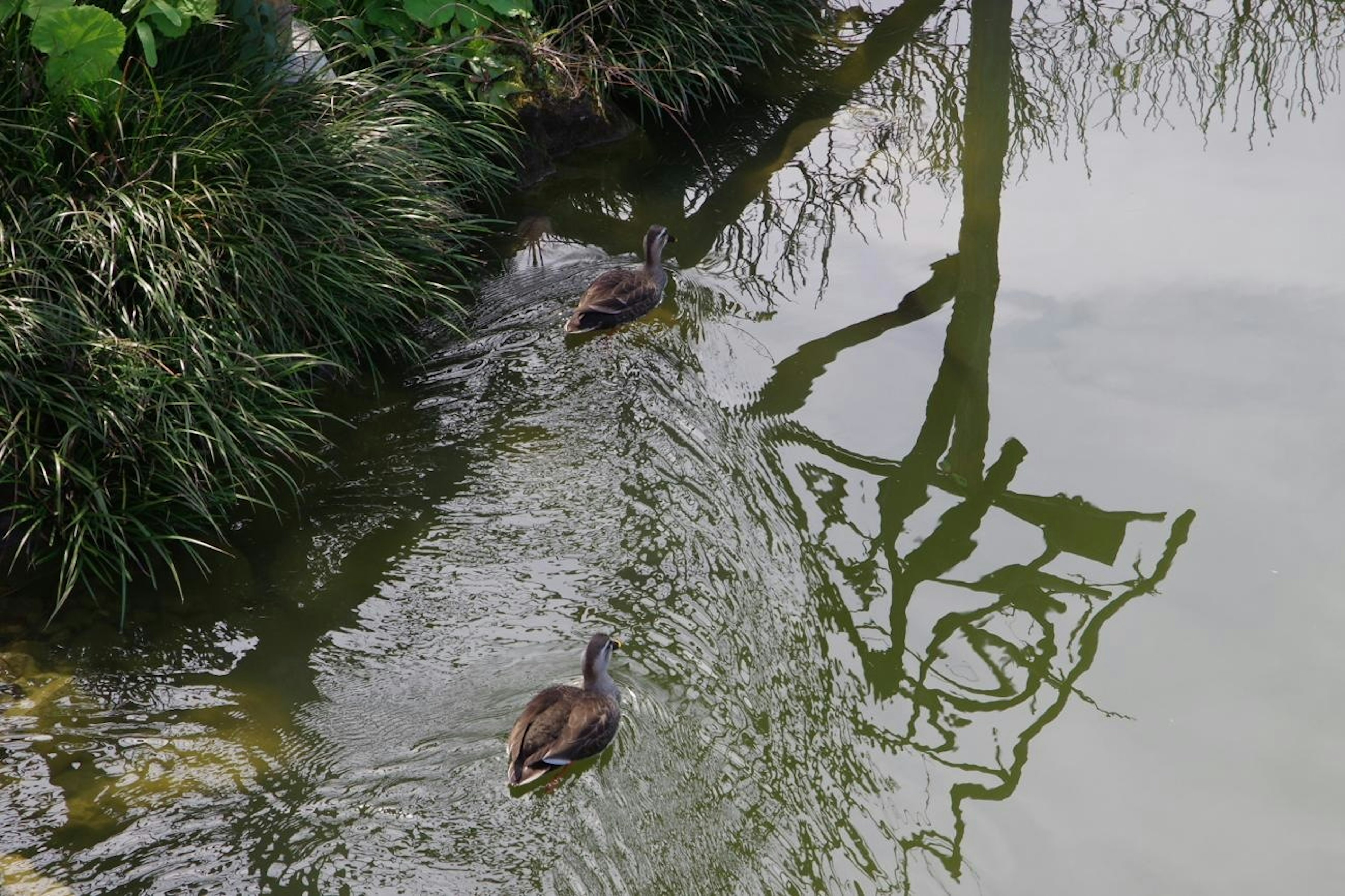 Dos patos nadando en un canal con reflejos de árboles