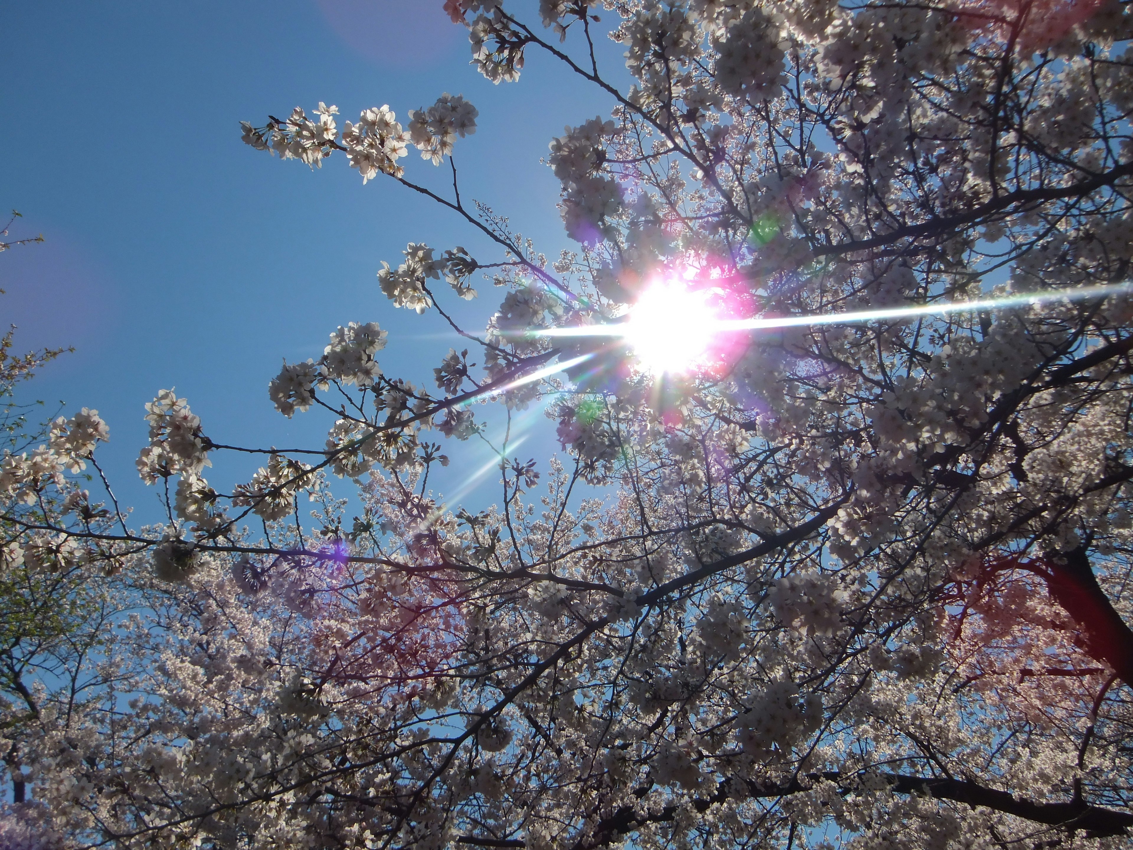 Fleurs de cerisier illuminées par la lumière du soleil sous un ciel bleu