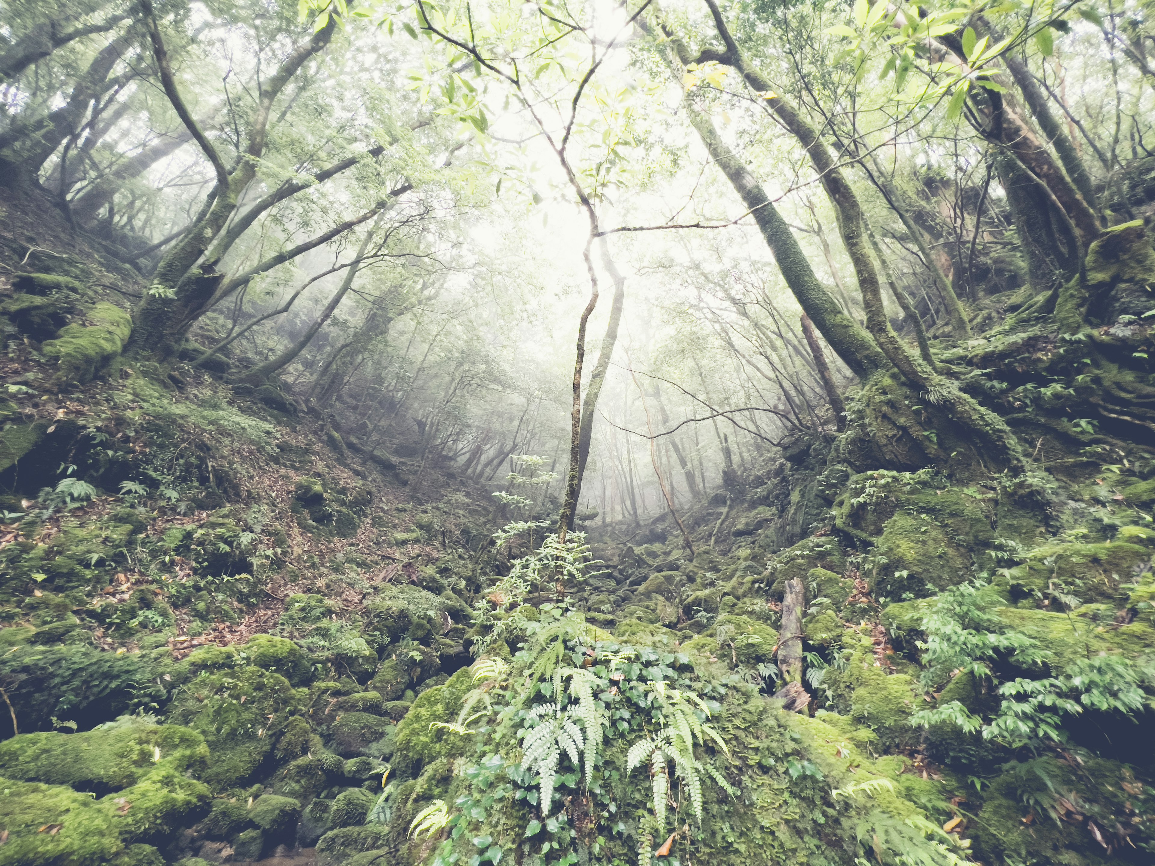 Ein nebliger Waldweg mit grünem Moos und Bäumen im Hintergrund