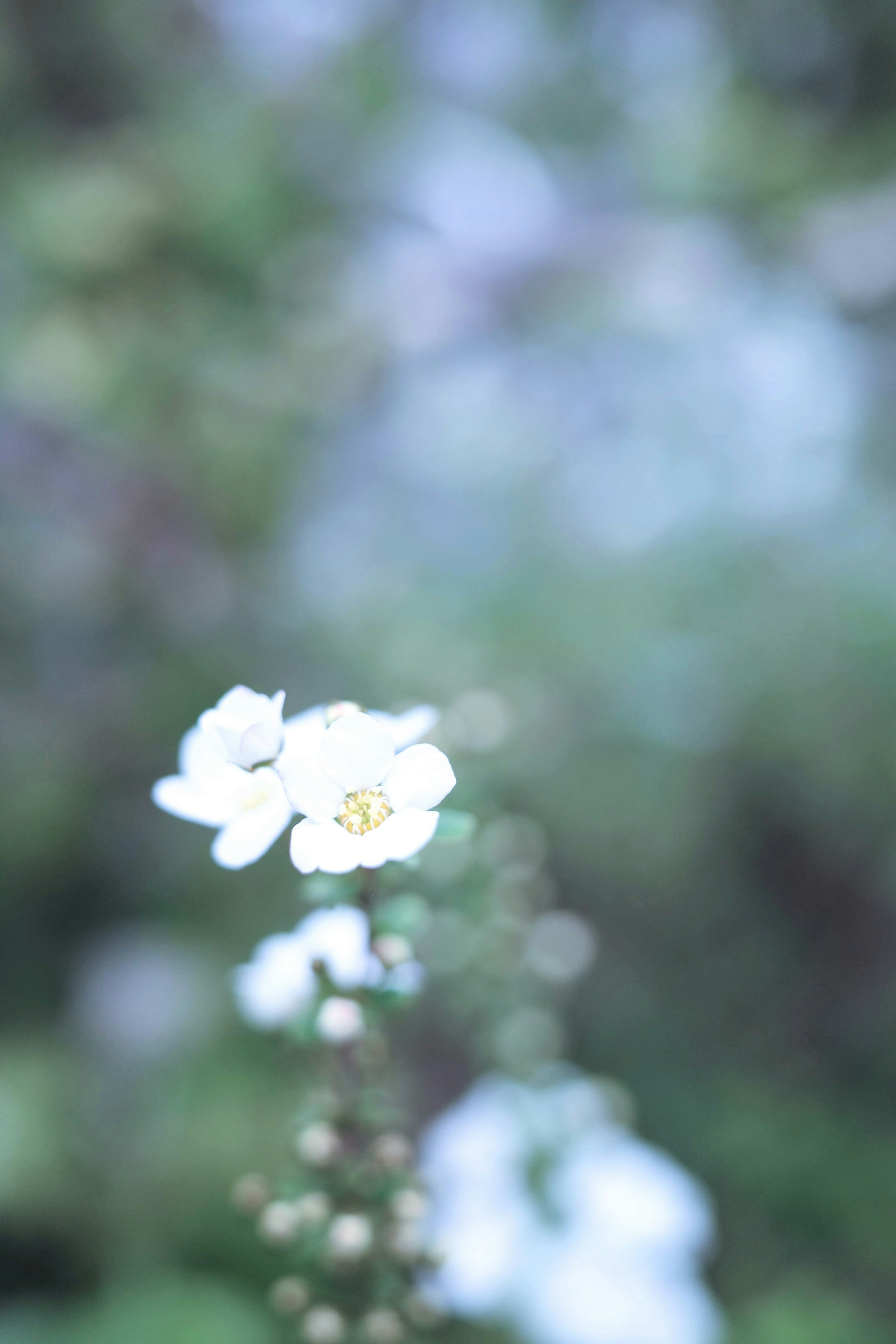 Una scena con uno sfondo sfocato e fiori bianchi