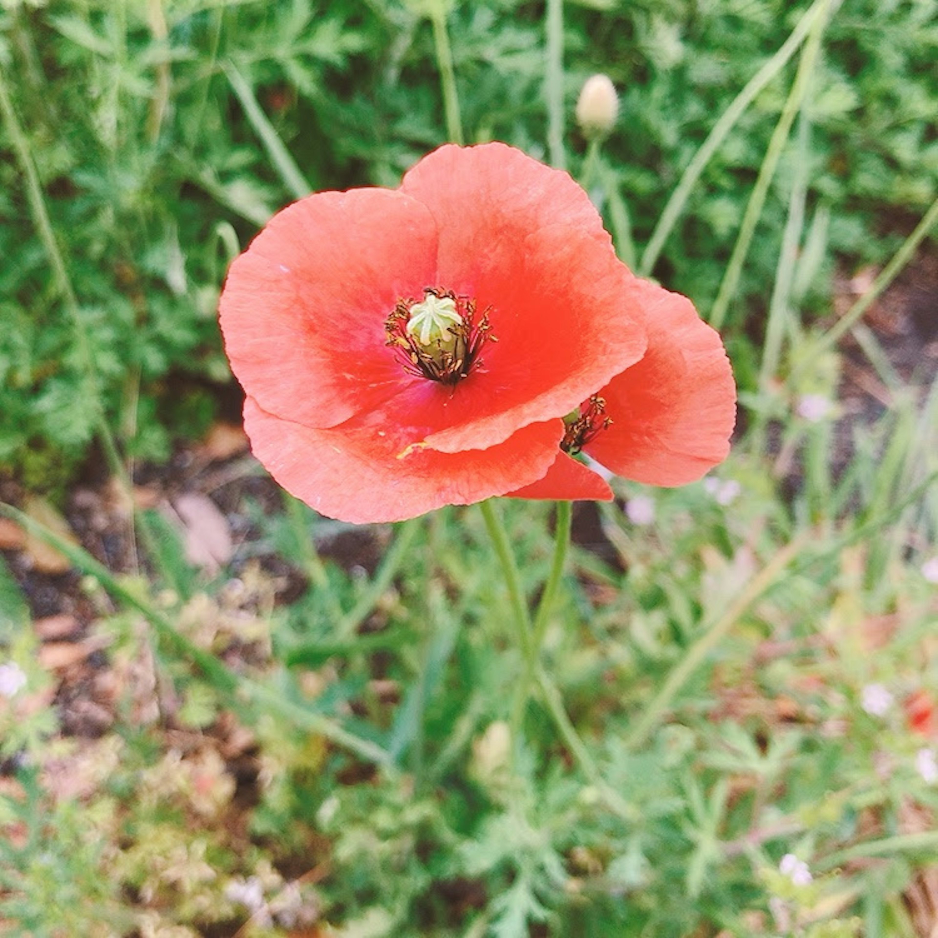 Eine rote Mohnblume blüht vor grünem Hintergrund