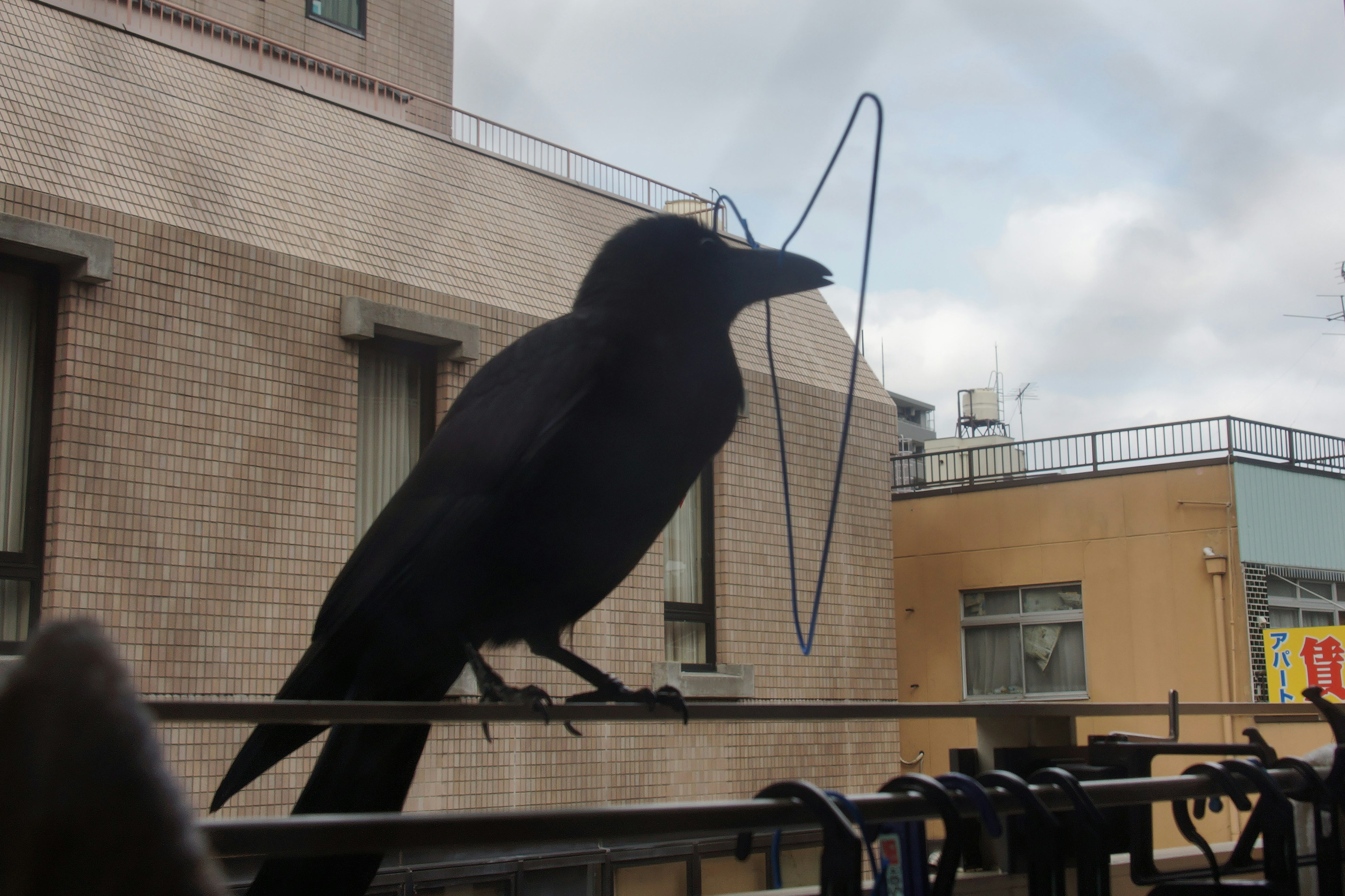 黒いカラスがベランダに止まっている風景