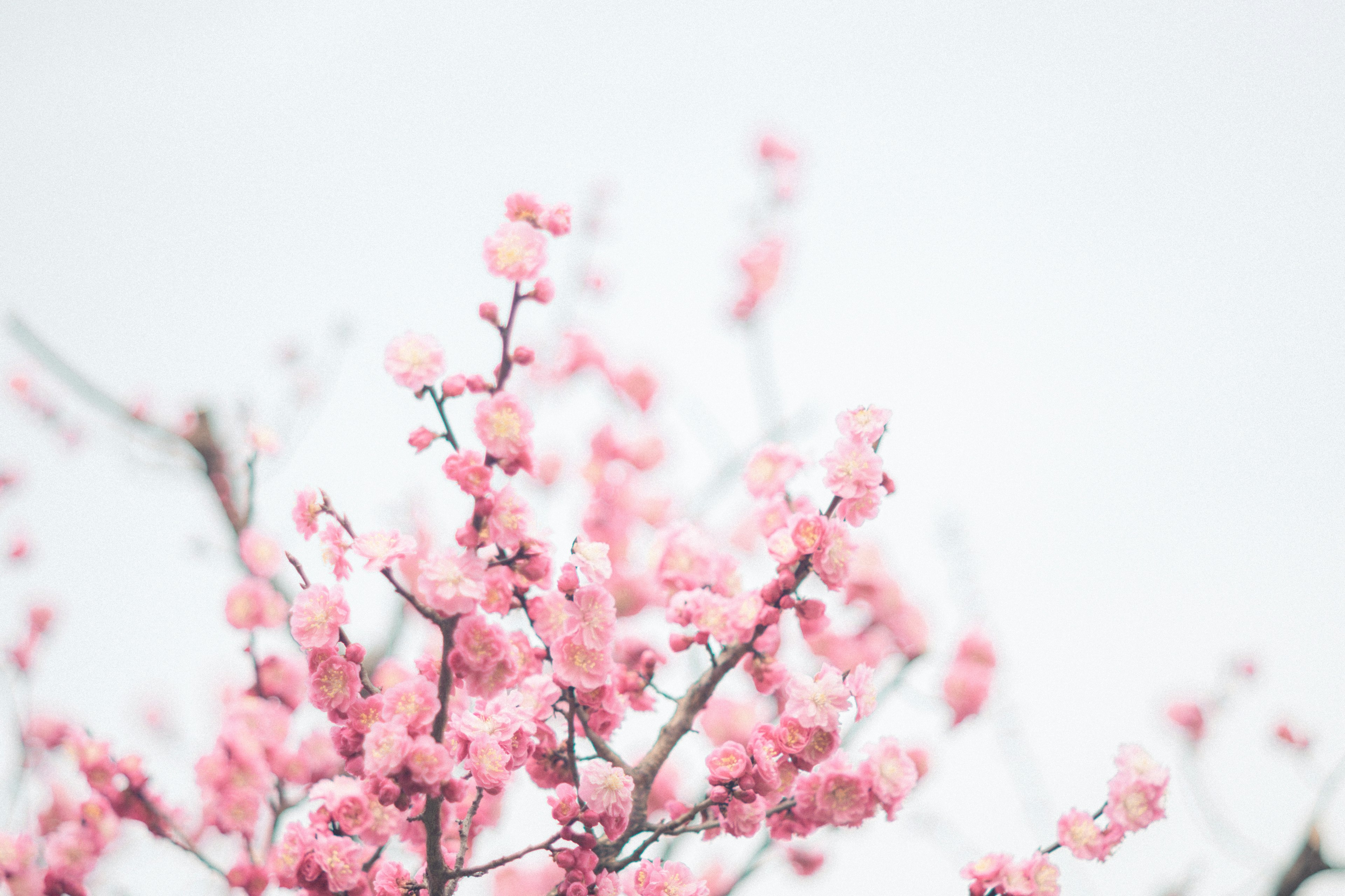 Pink cherry blossoms blooming against a light sky