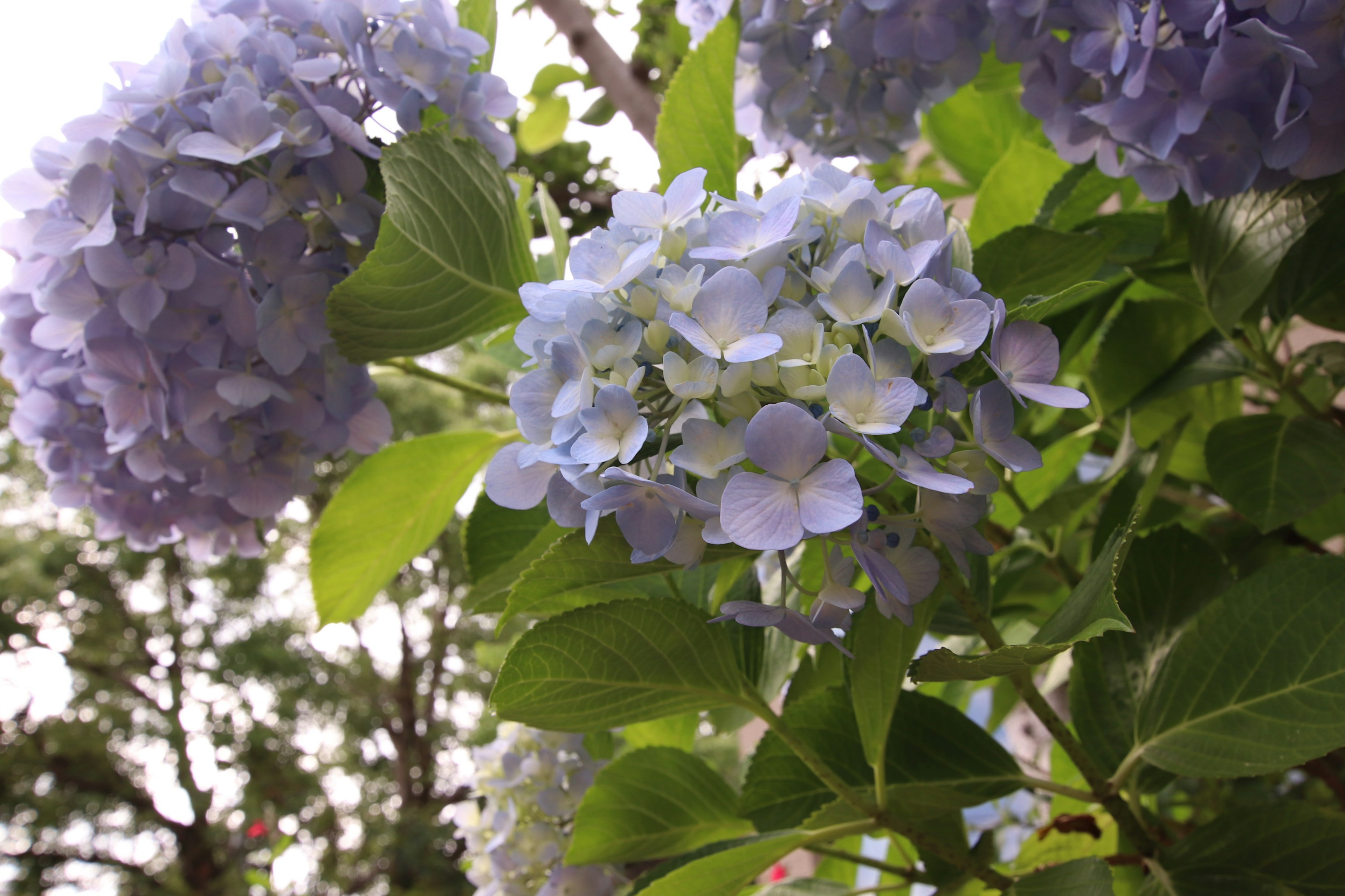 青い紫陽花の花と緑の葉が美しい風景