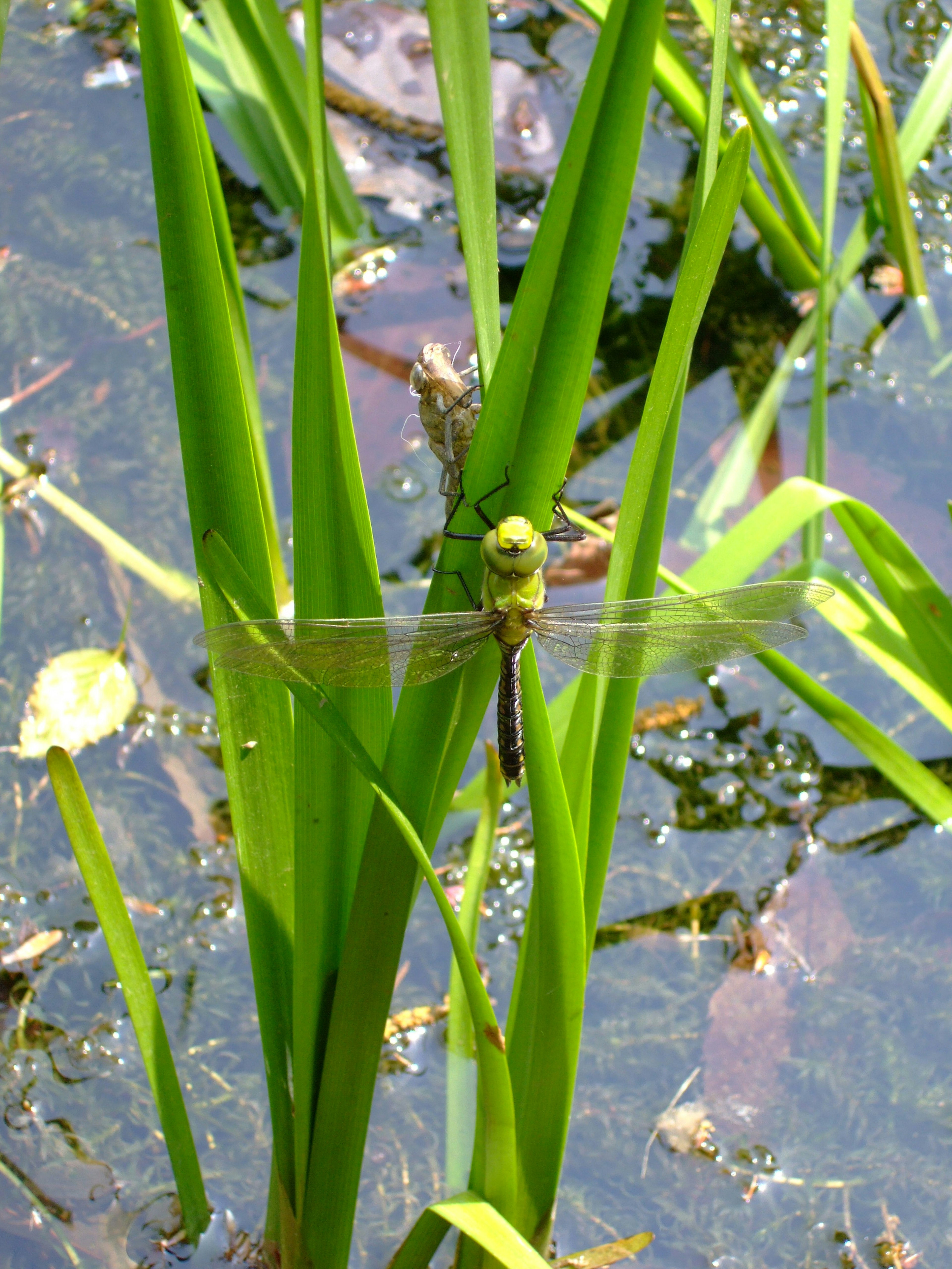 Primo piano di una libellula che riposa su erba verde sopra l'acqua