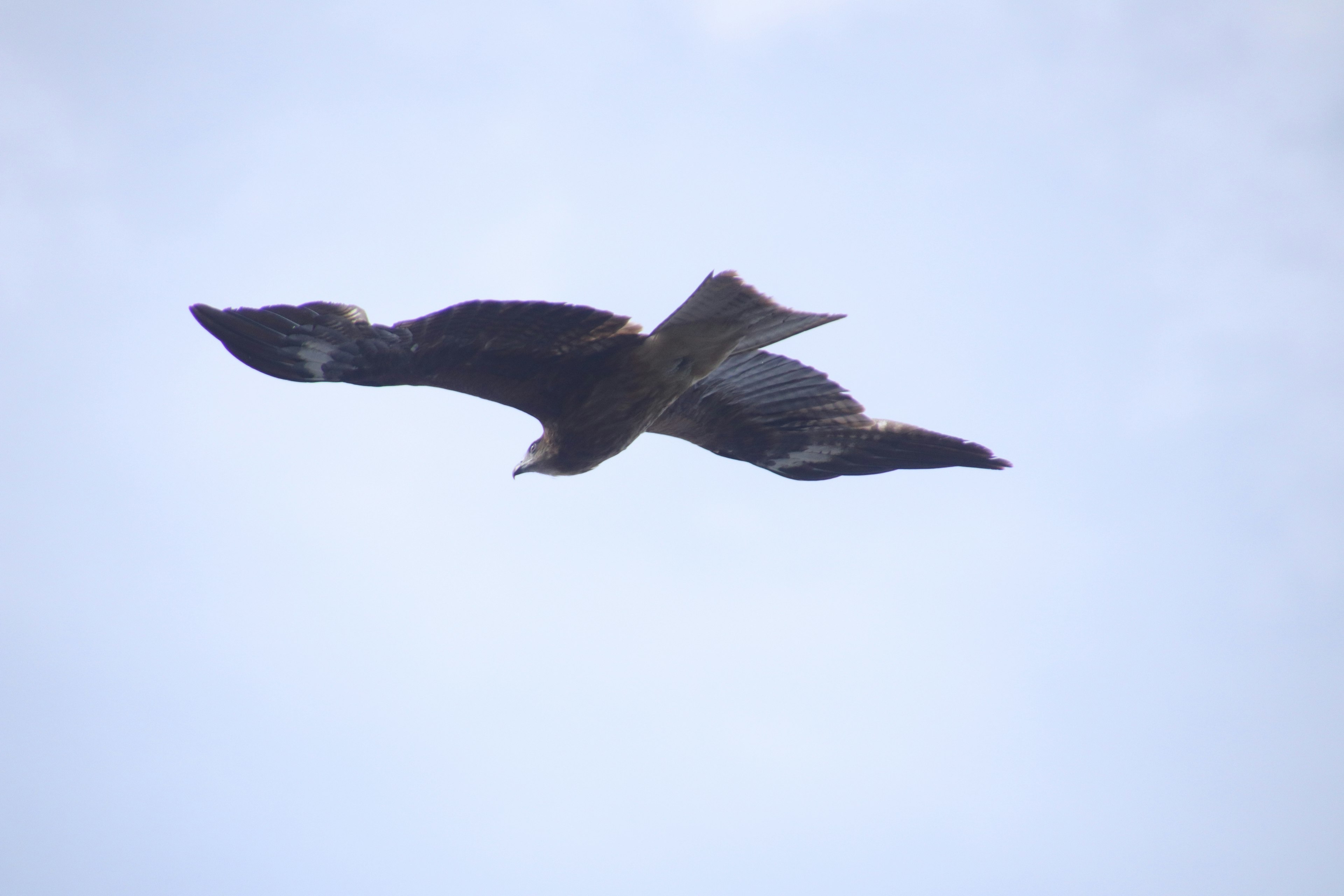 Falco che vola nel cielo