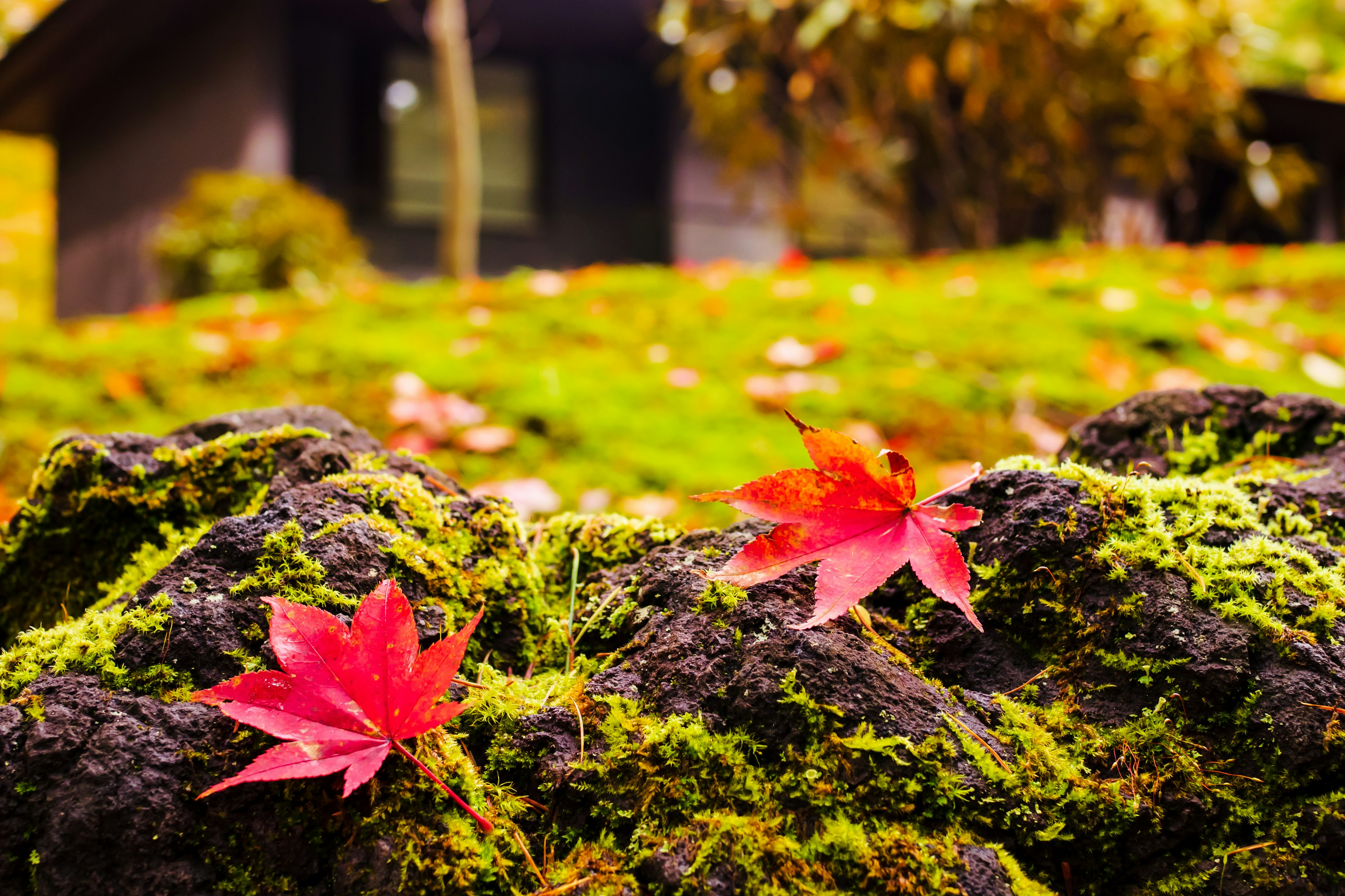 Scene with red maple leaves on moss-covered rocks