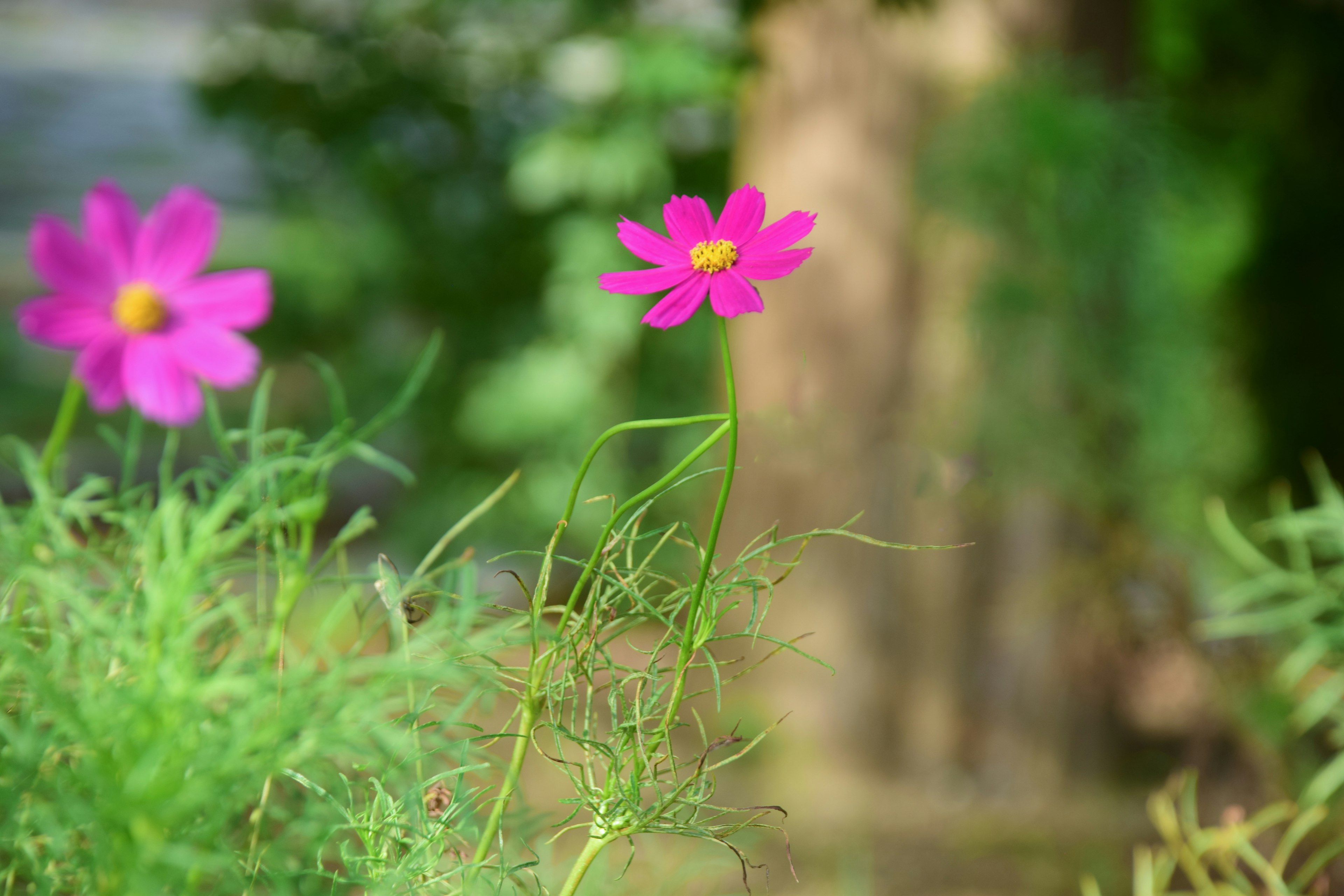 ดอกไม้สีชมพูสดใสบานในหญ้าสีเขียว