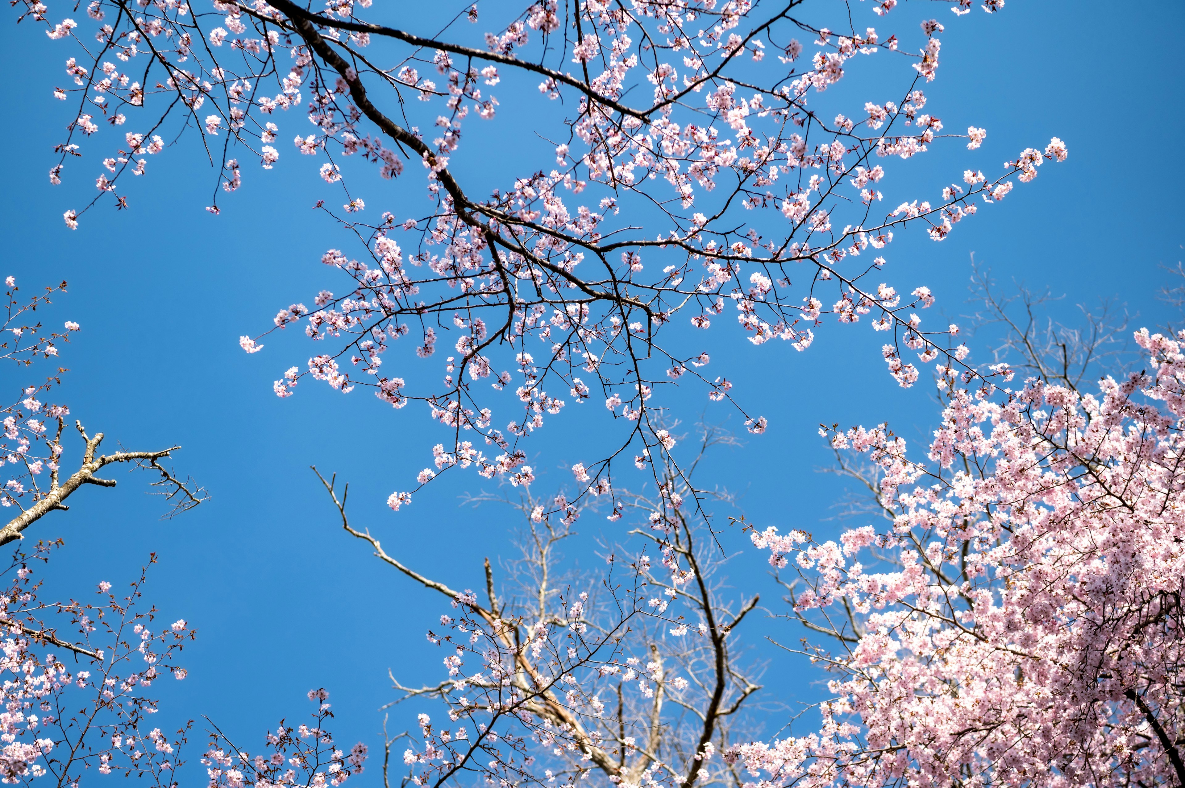 青空に映える桜の花と枝