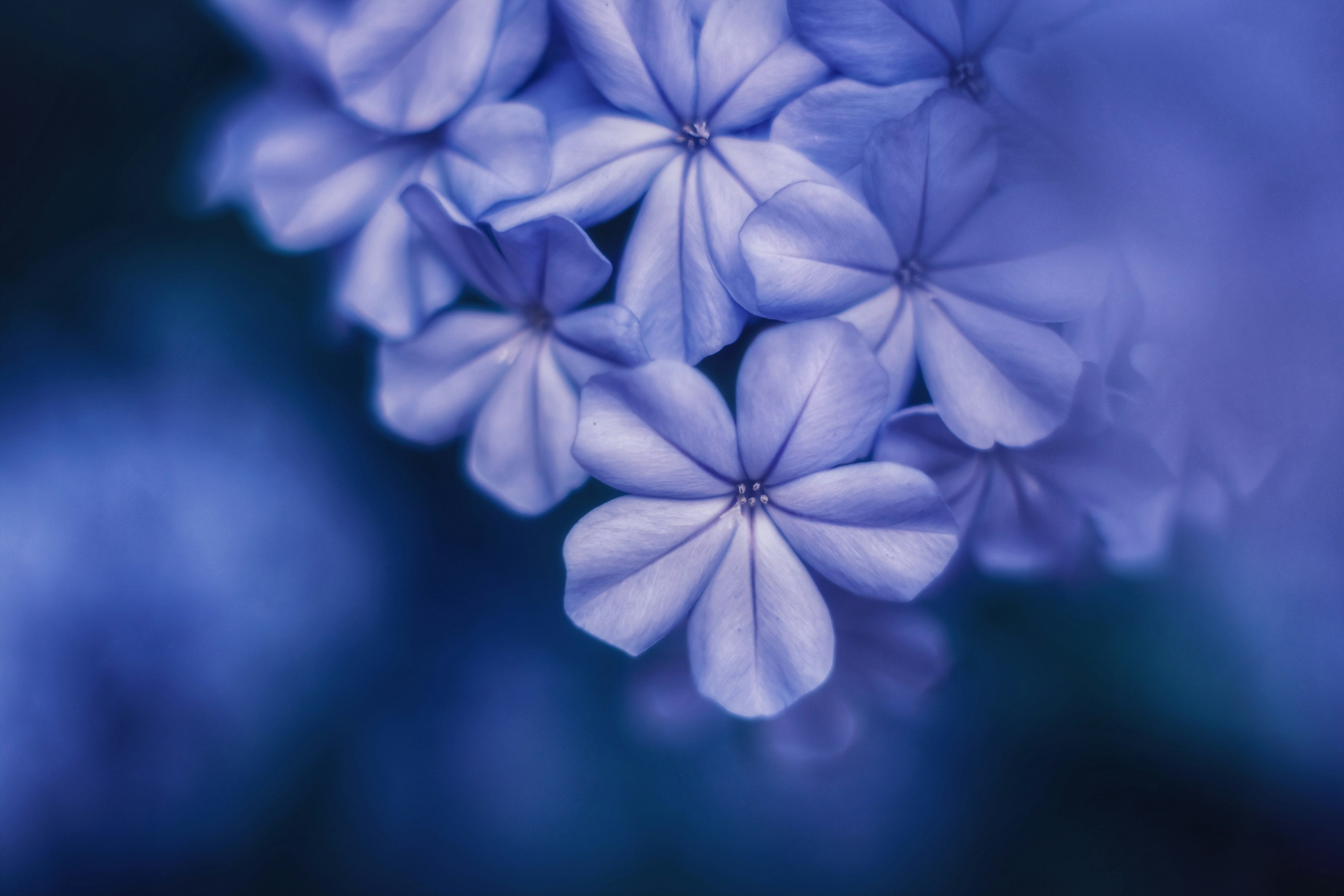 Nahaufnahme von blau-lila Blumen mit überlappenden Blütenblättern