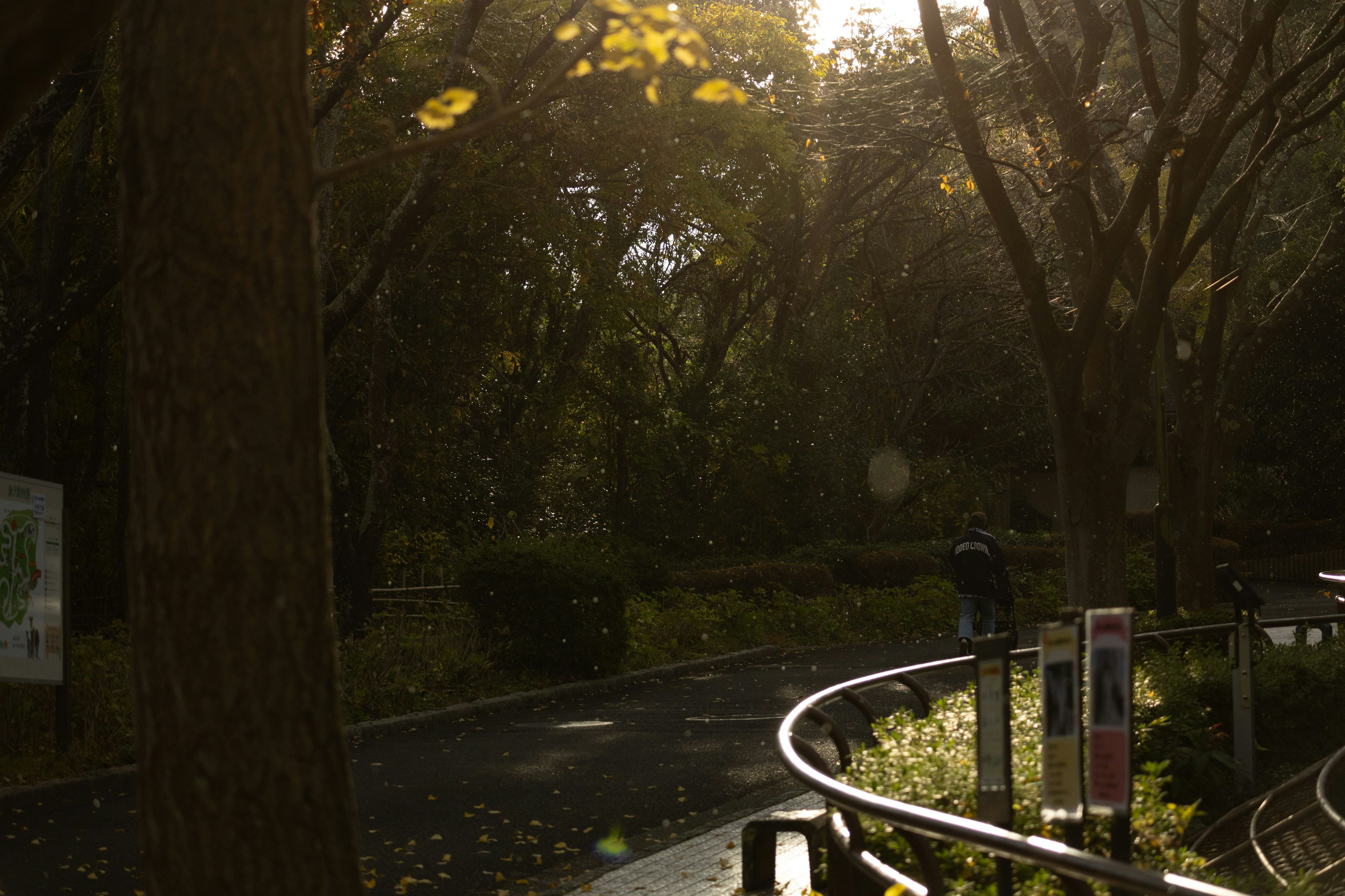 Curved path in a lush park with sunlight filtering through trees
