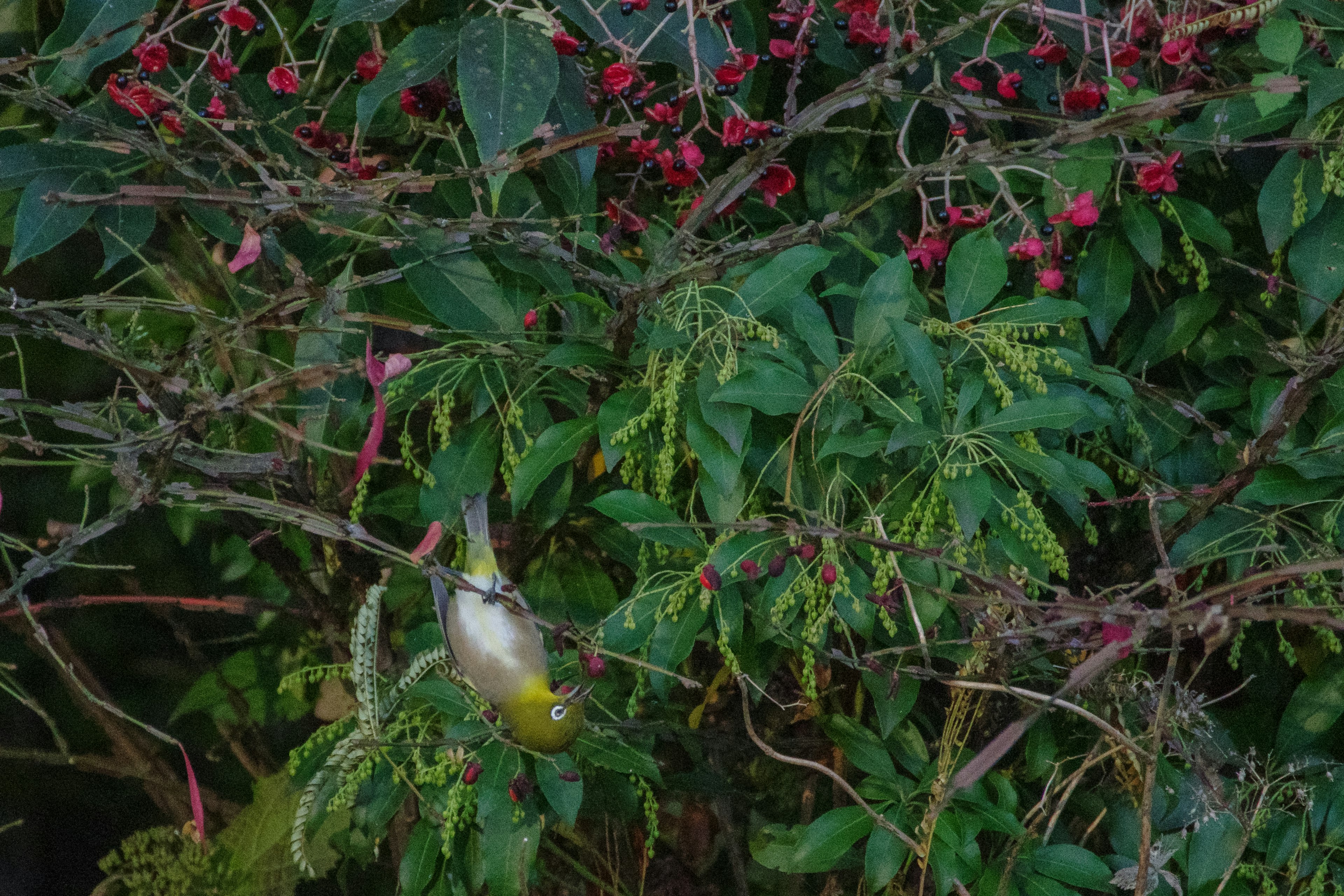 Bird hanging on a branch amidst green leaves and red berries