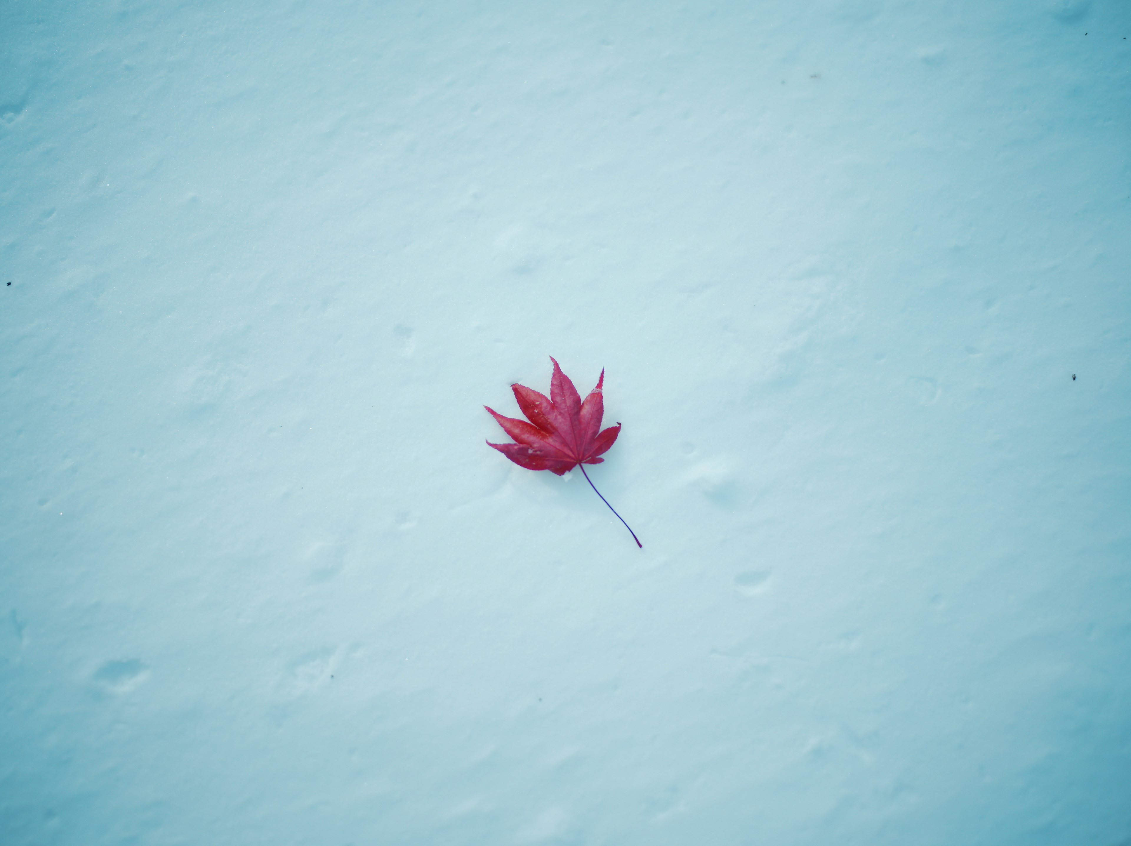 Rote Ahornblatt auf einer schneebedeckten Fläche