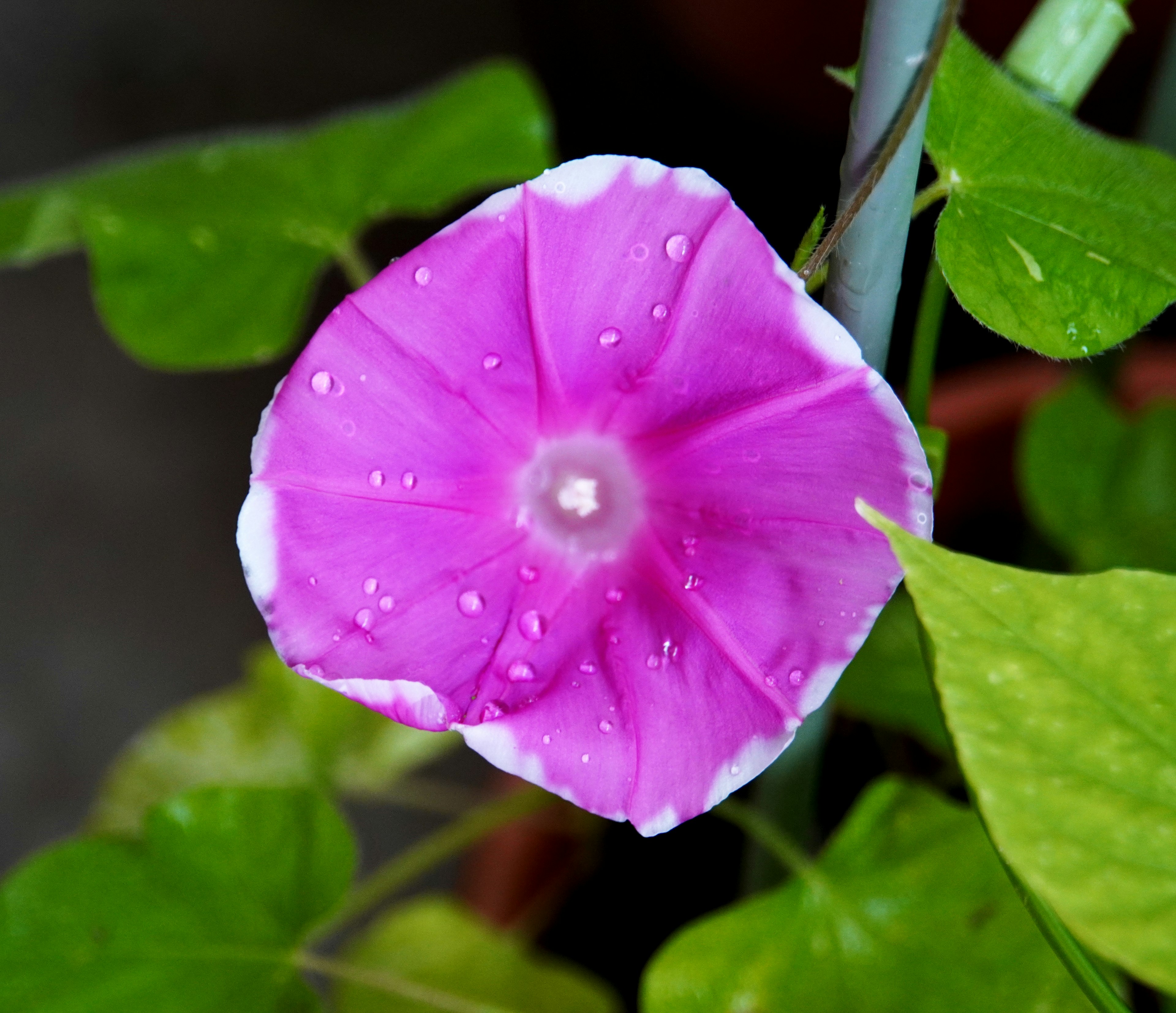 Bright pink morning glory flower with green leaves