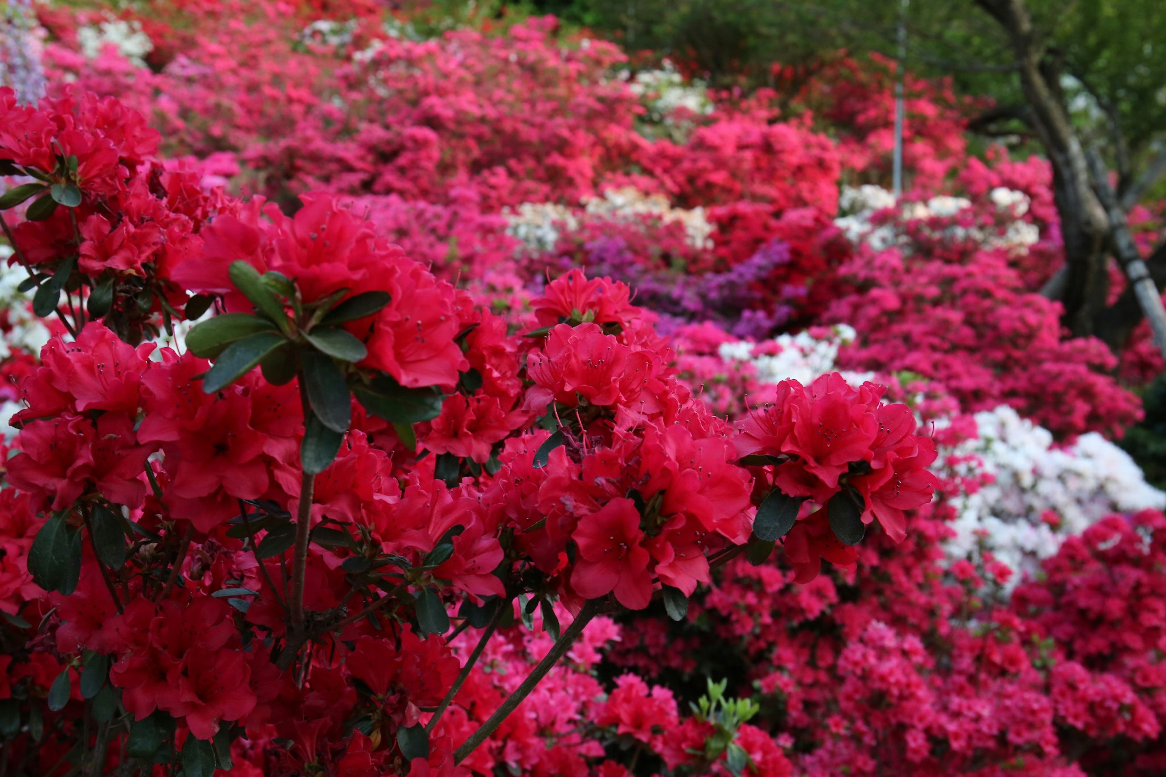 ดอกอาซาเลียสีแดงสดบานในภูมิทัศน์เขียวขจี