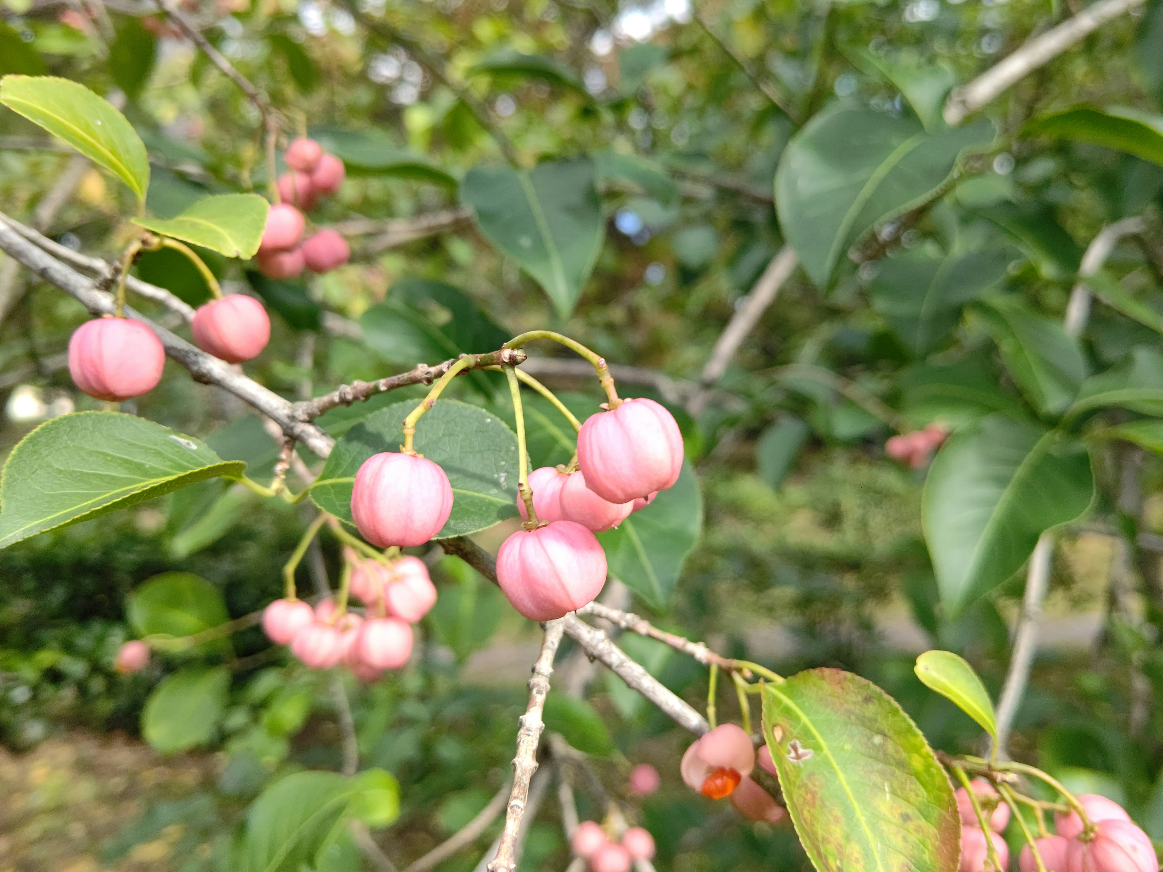 ผลเบอร์รี่สีชมพูบนกิ่งไม้ที่มีใบเขียวรอบๆ