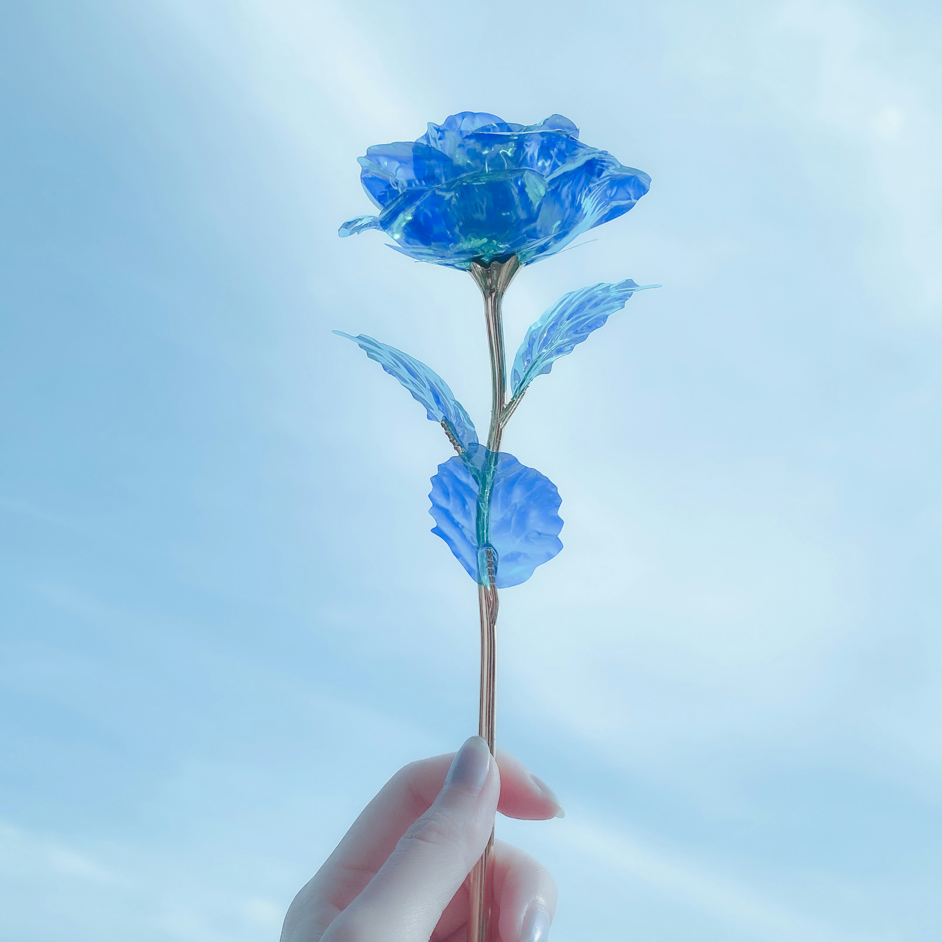 Hand holding a blue rose against a sky background