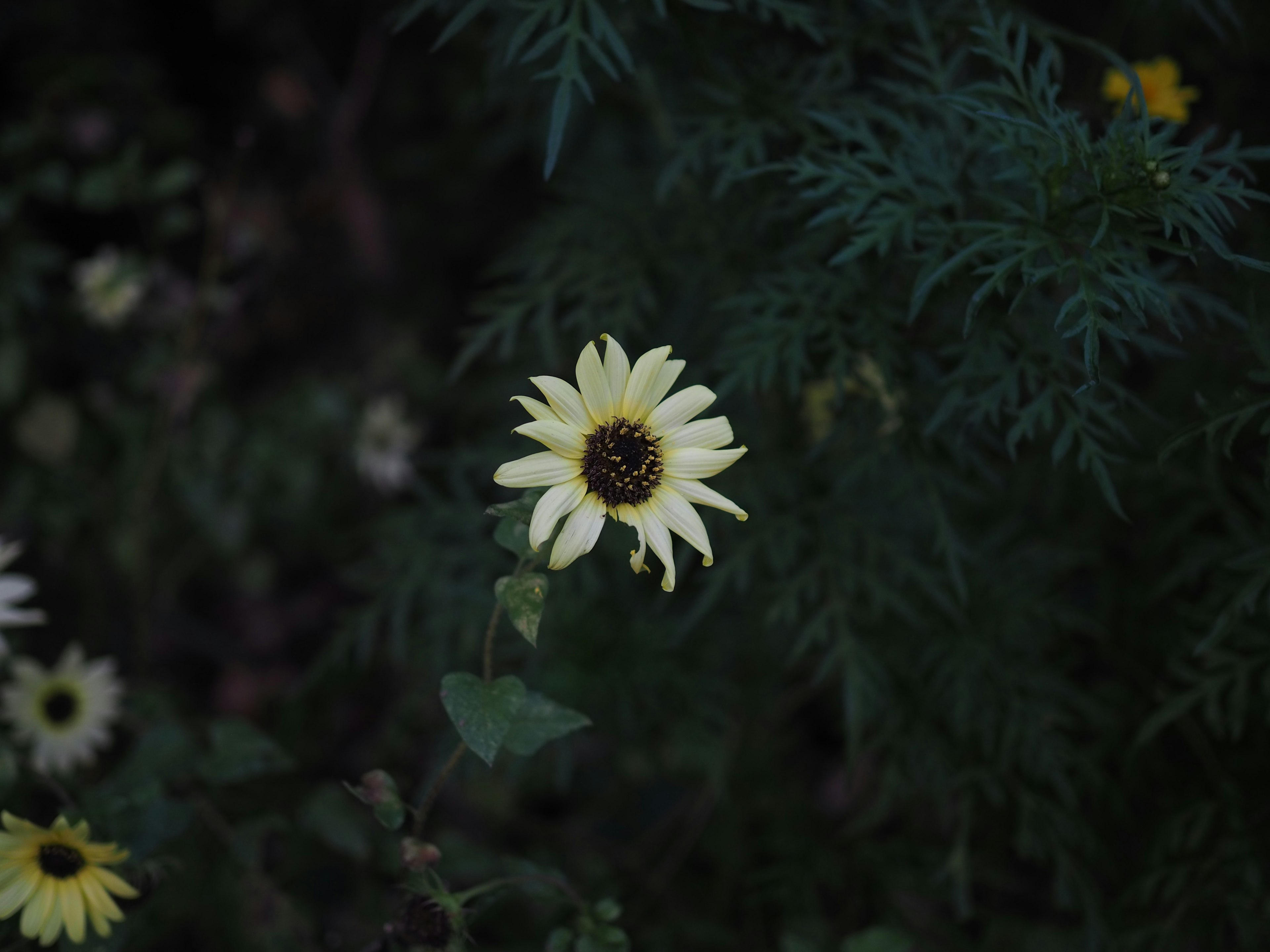 Une fleur jaune avec des feuilles vertes foncées dans un cadre naturel