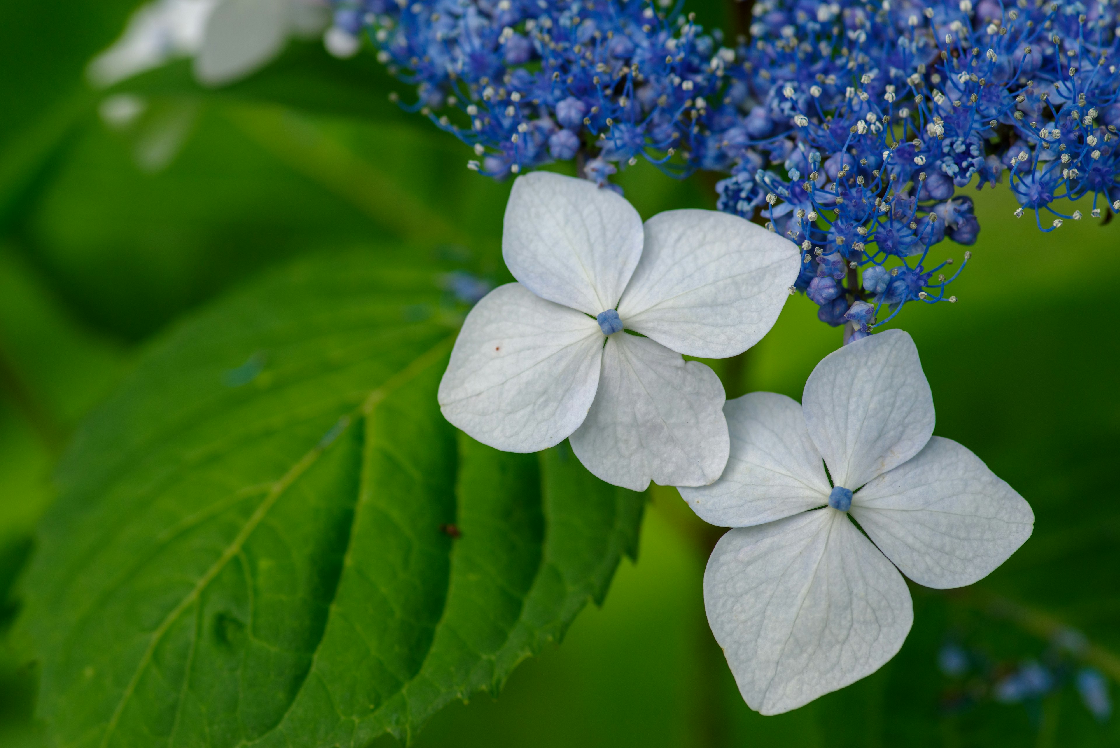 Primo piano di fiori di ortensia bianchi e blu con foglie verdi