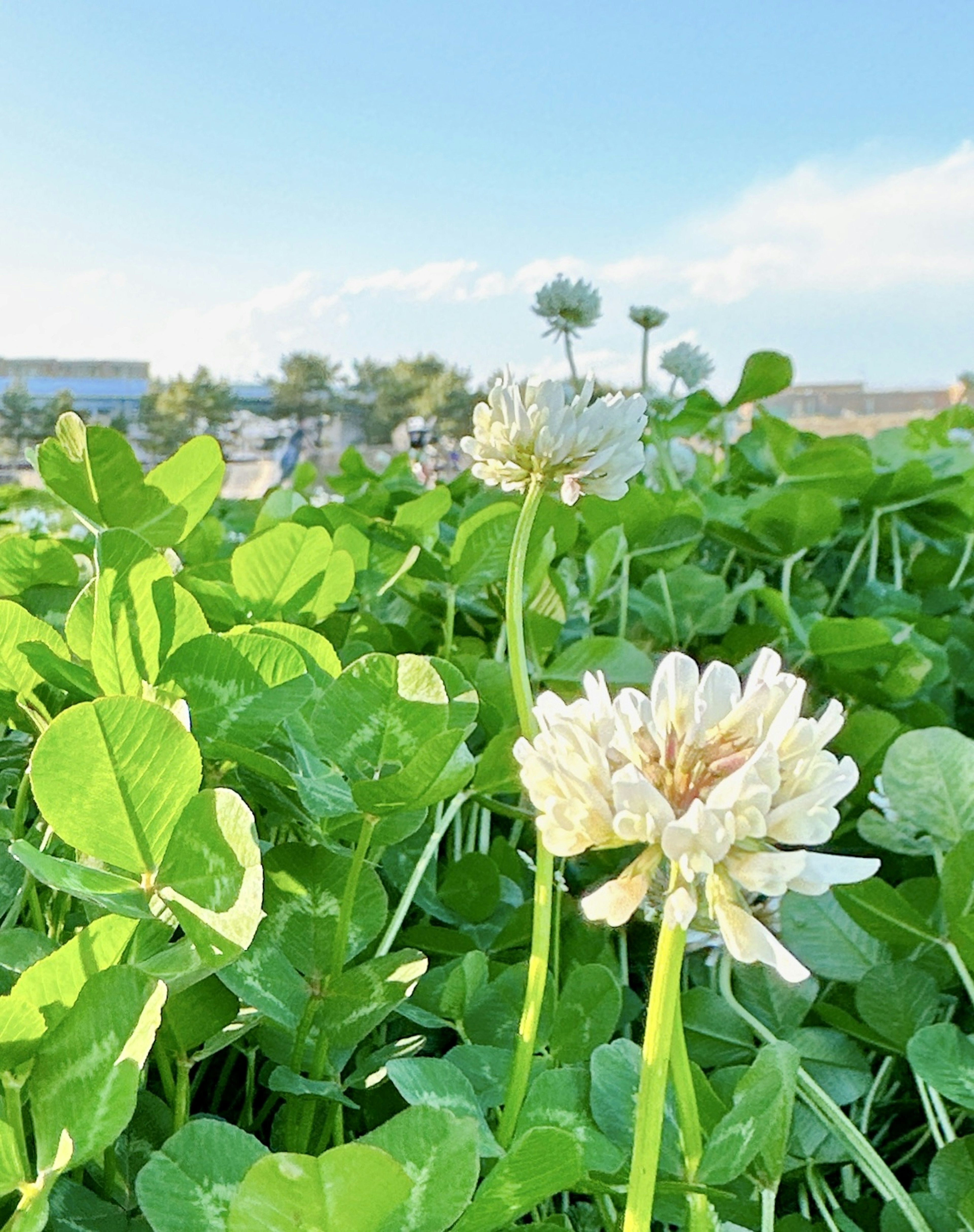 Un campo di trifoglio verde con un fiore bianco in primo piano