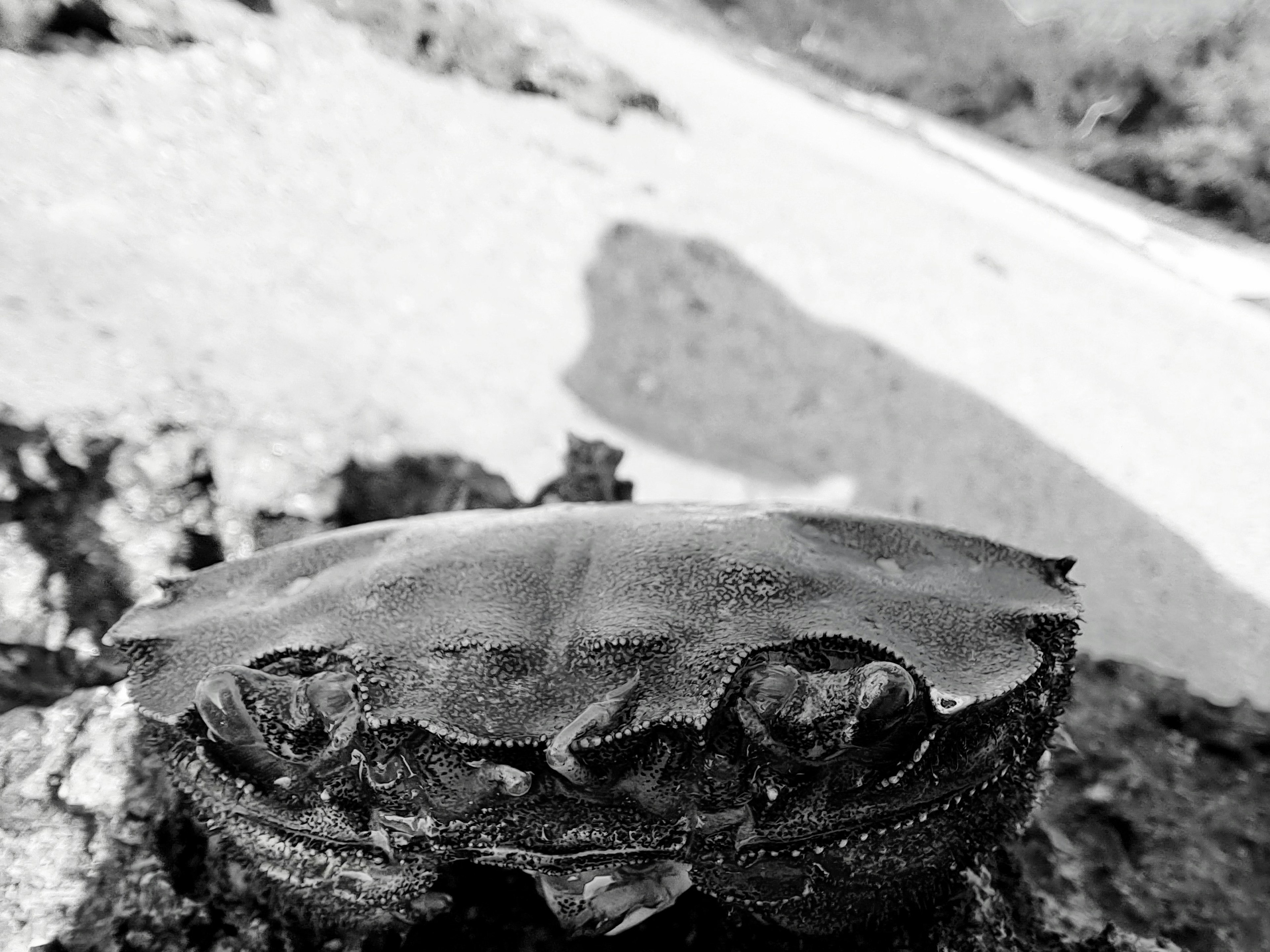 Primer plano de un cangrejo sobre fondo blanco y negro