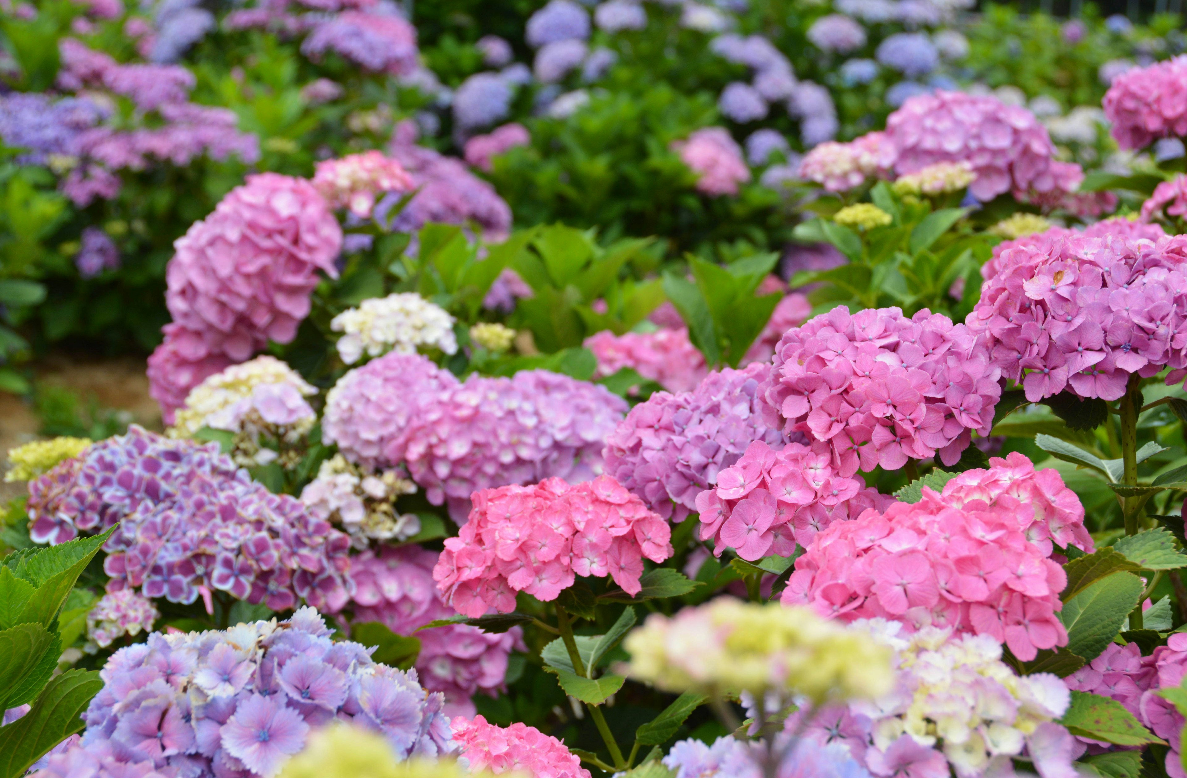 Bunga hydrangea yang cerah dalam berbagai warna mekar di taman