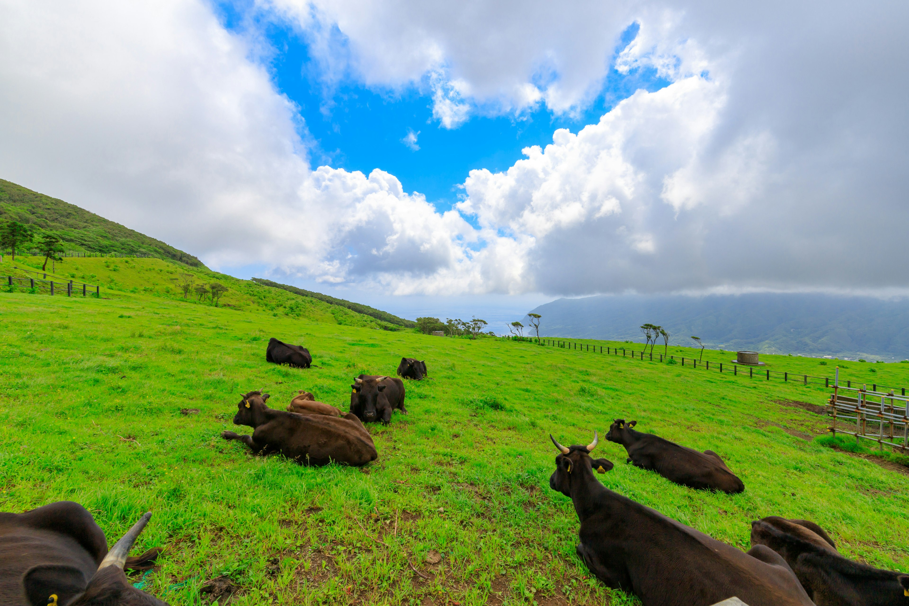 Sapi hitam beristirahat di padang rumput hijau di bawah langit biru