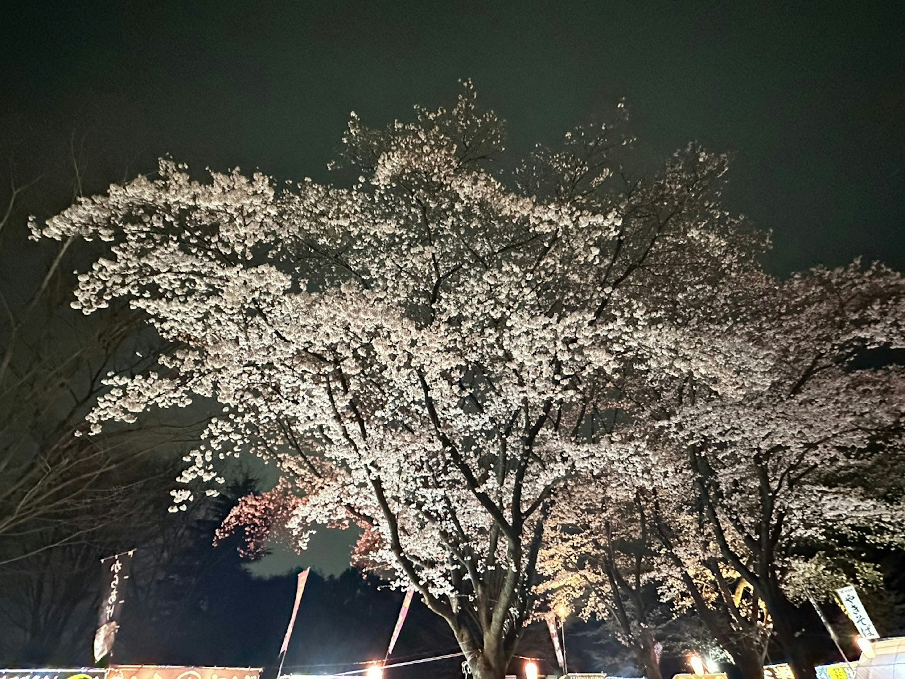 Ein schöner Kirschbaum in voller Blüte bei Nacht