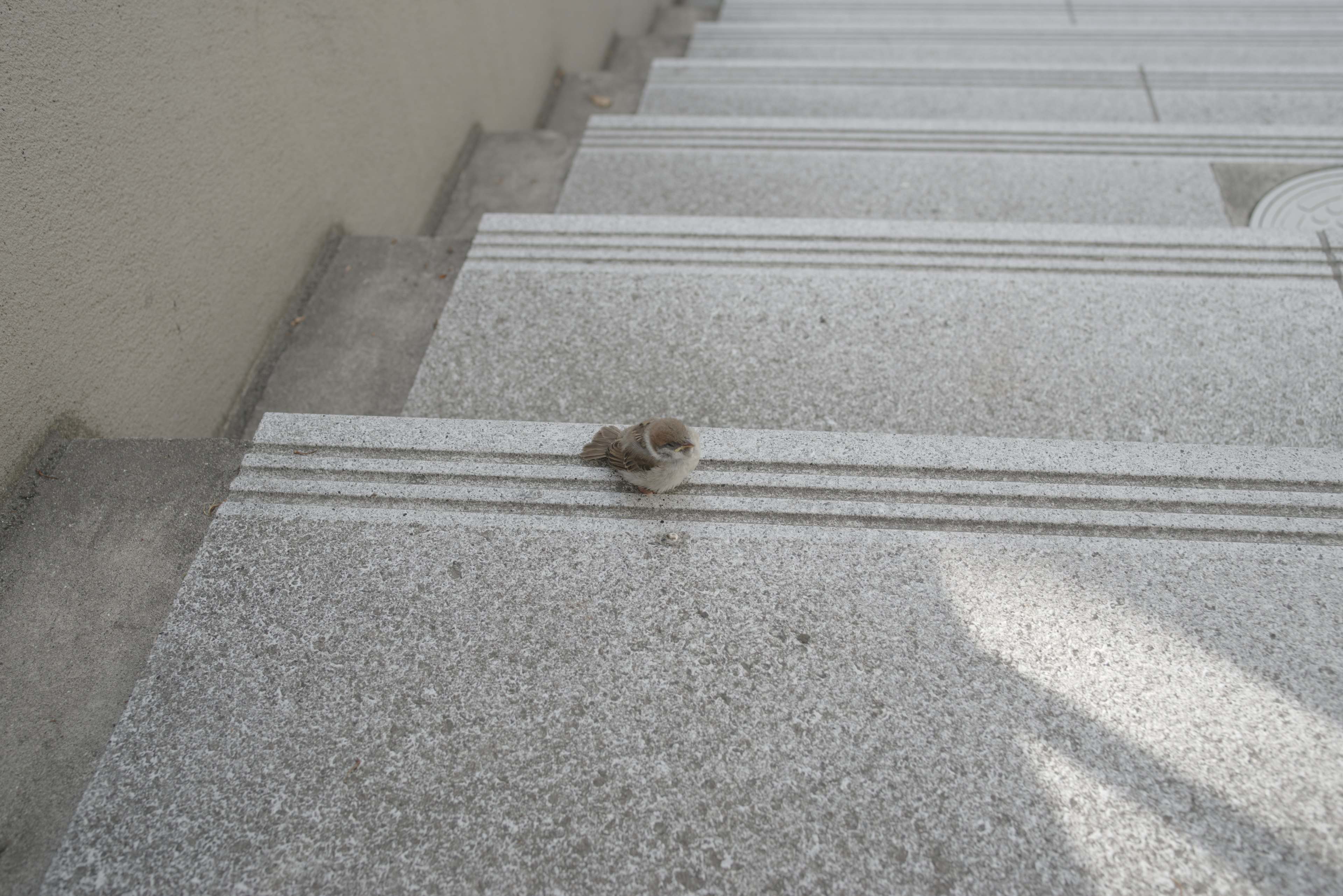 Small round object resting on gray stone stairs