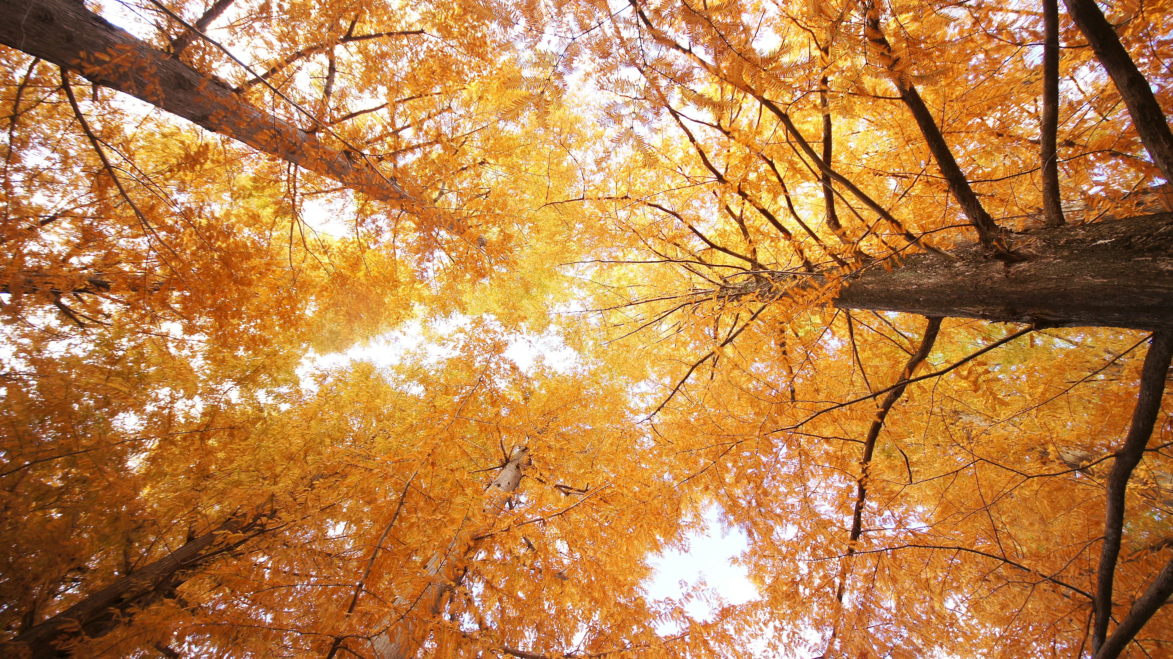 View looking up at trees with vibrant orange leaves