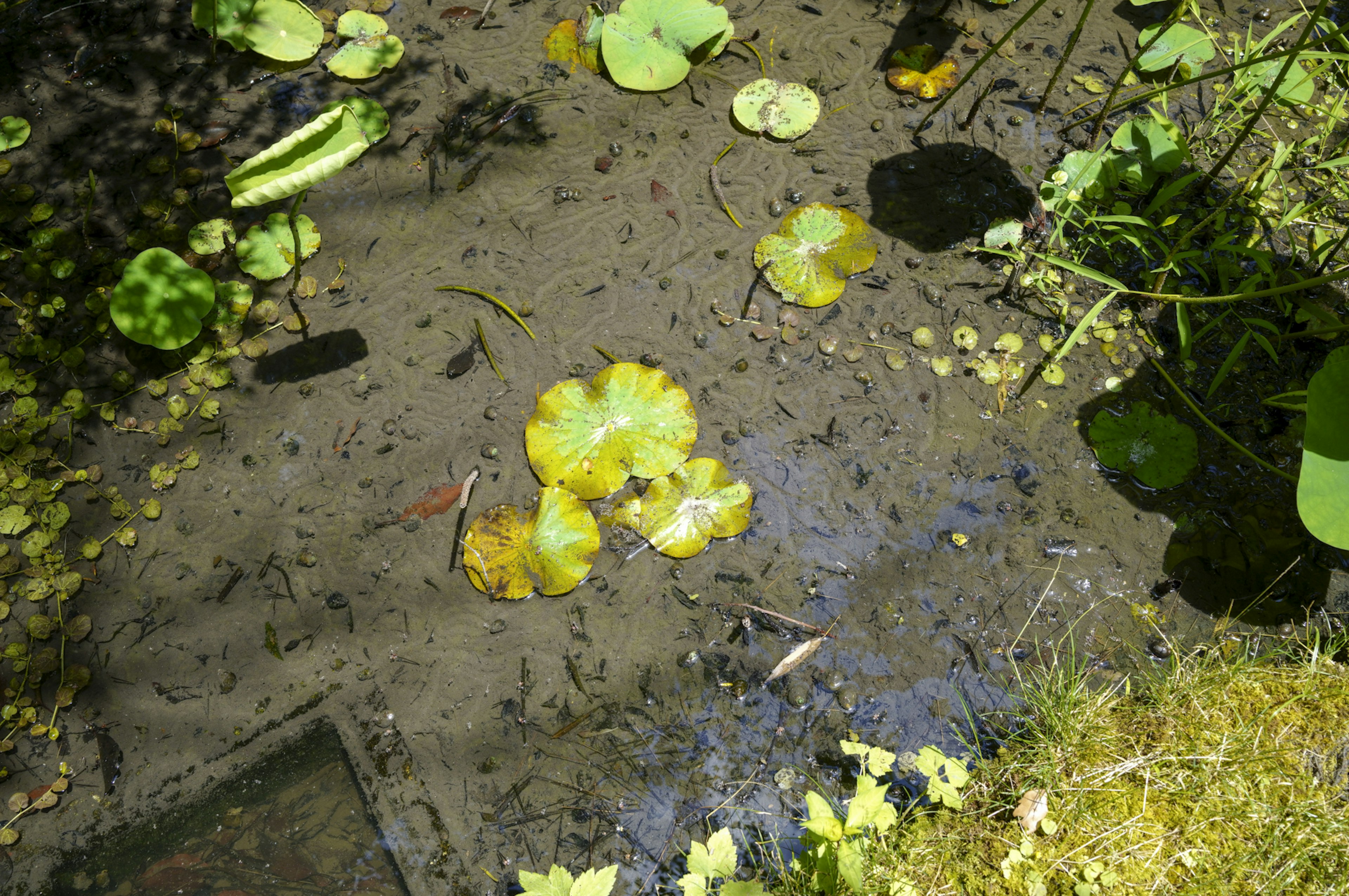 Lirios amarillos flotando en la superficie de un estanque tranquilo rodeado de vegetación