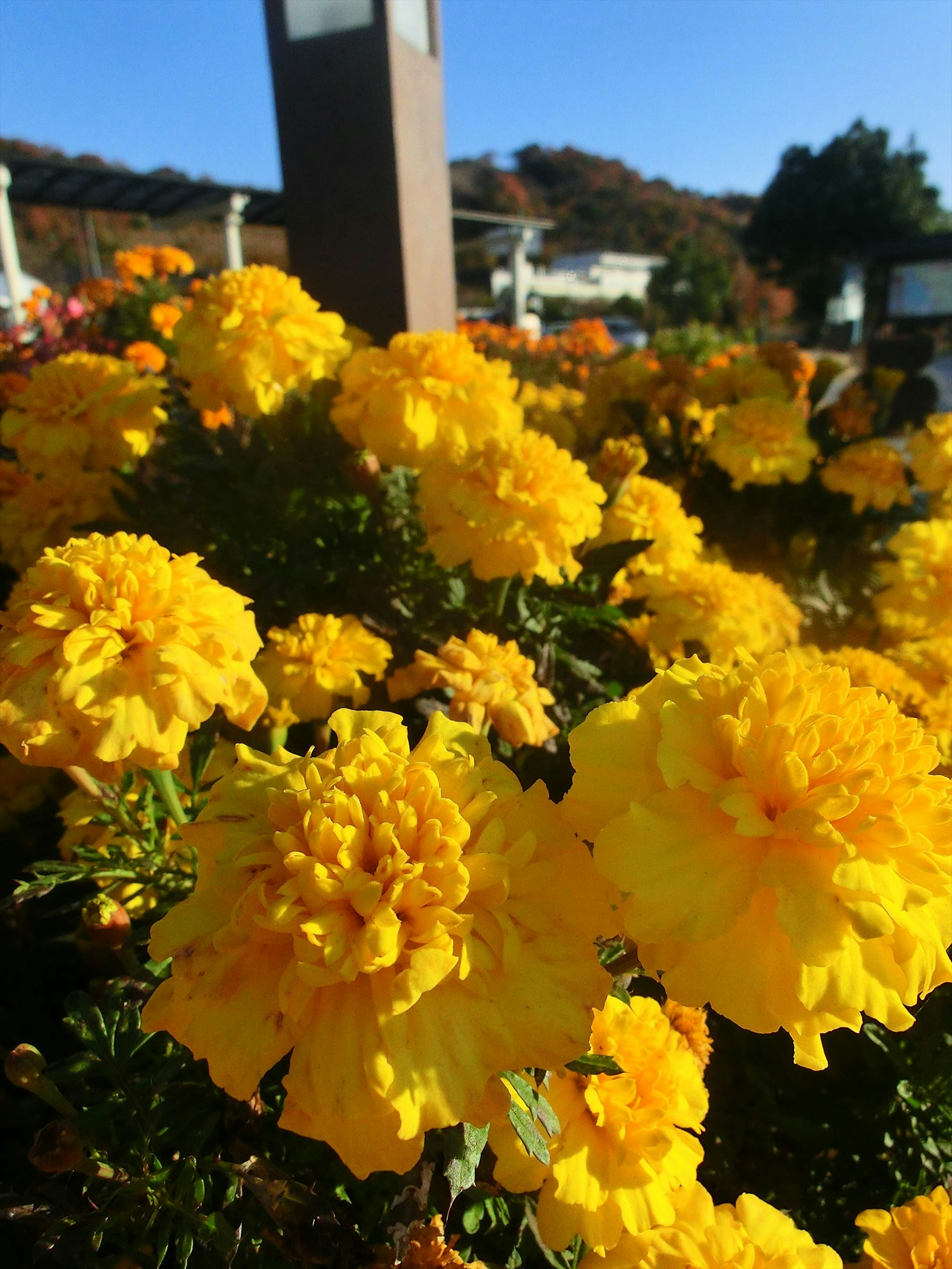 Lebendige gelbe Ringelblumen blühen in einem Garten